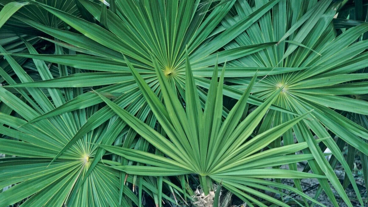 The Beauty of Saw Palmetto