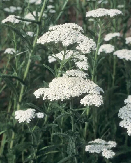 The Beauty of Yarrow