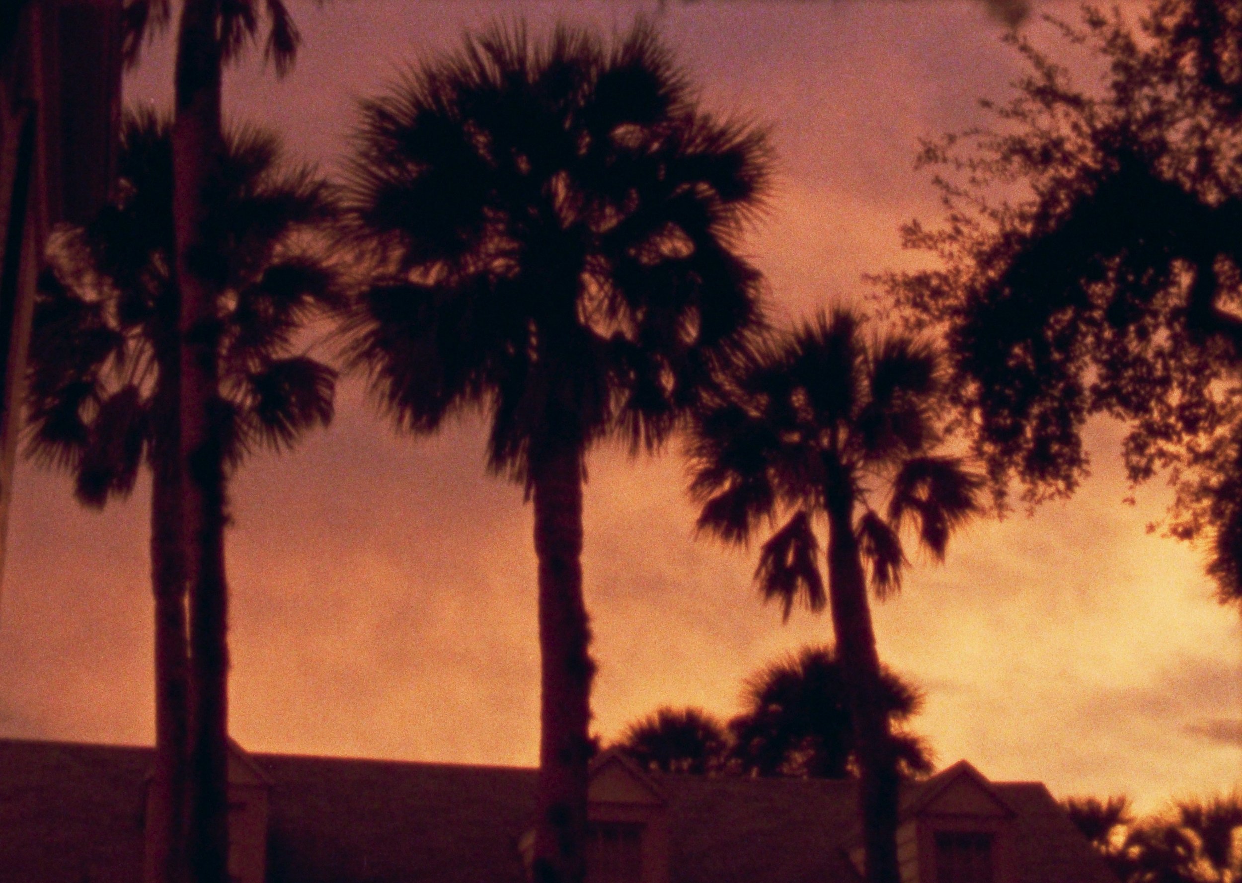 Silhouettes of palm trees against a pink and orange sunset sky, with rooftops and other trees in the foreground.