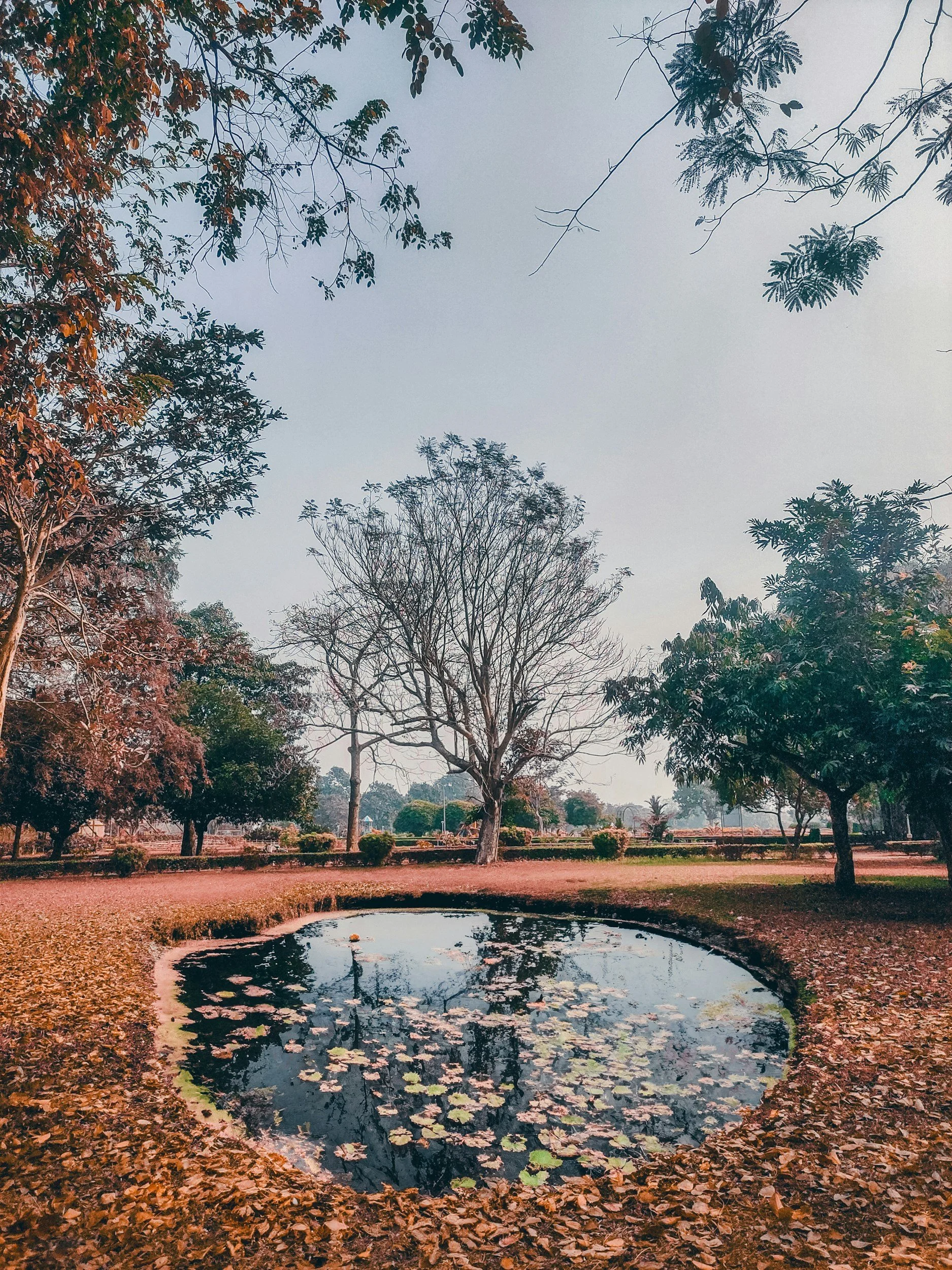 A park with a small pond surrounded by fallen leaves and trees, some with sparse leaves, under a clear sky.