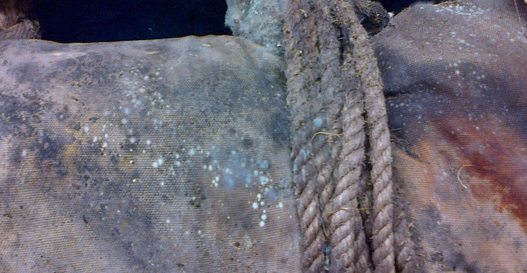 Mould on Leather