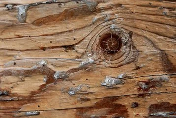 Wood Moisture Meters