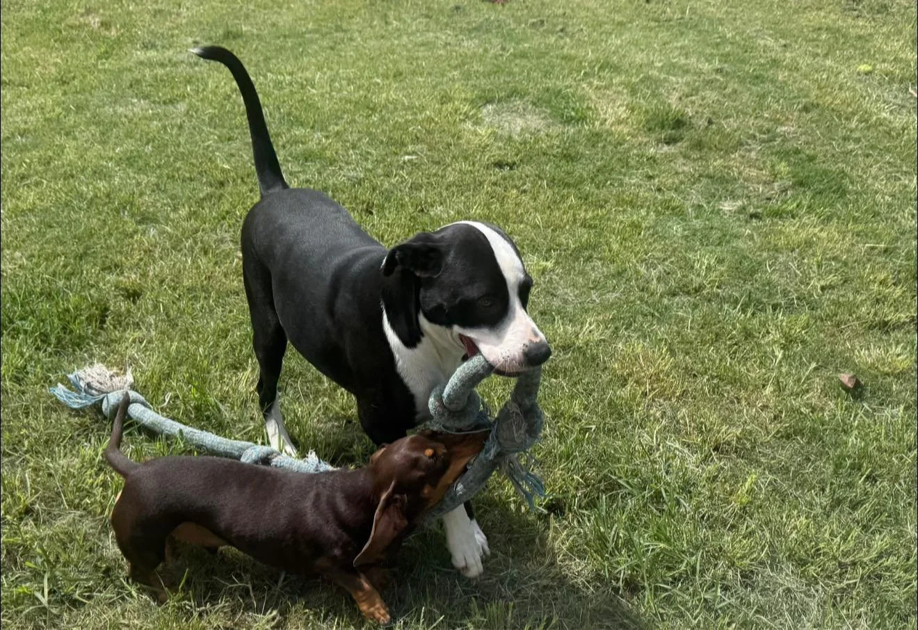Doggy DayCare