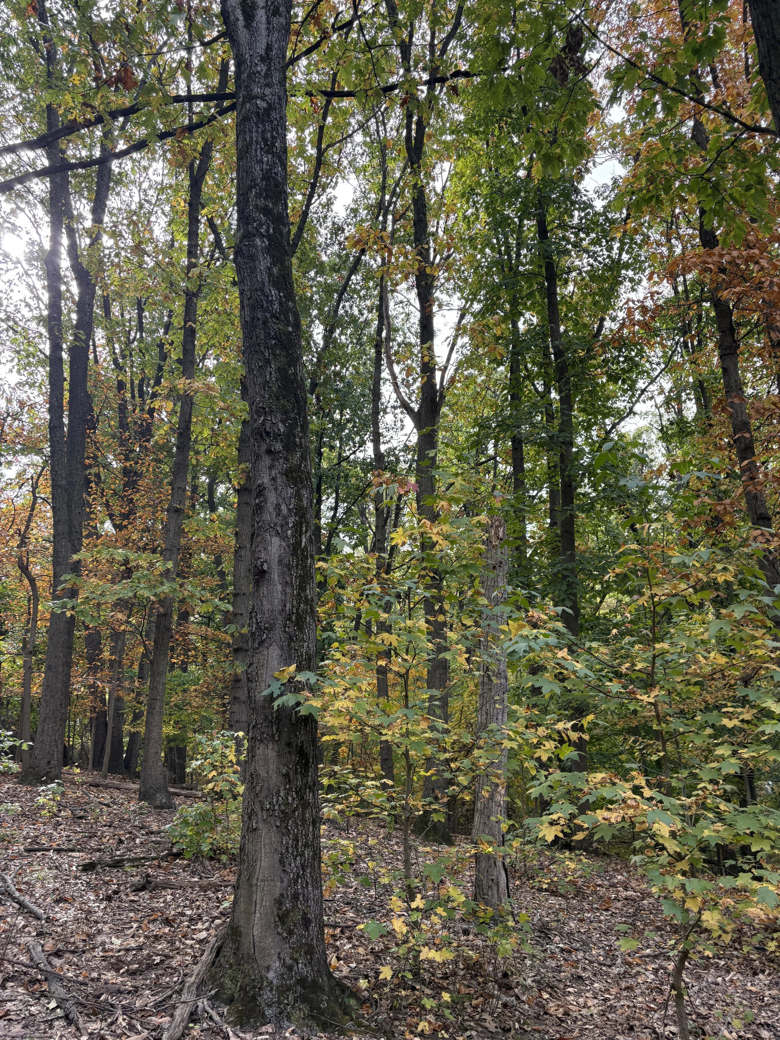 Neighborhood Tree Walk in Historic Anacostia