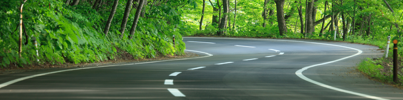 Winding forest road with green trees and safety posts along the sides.