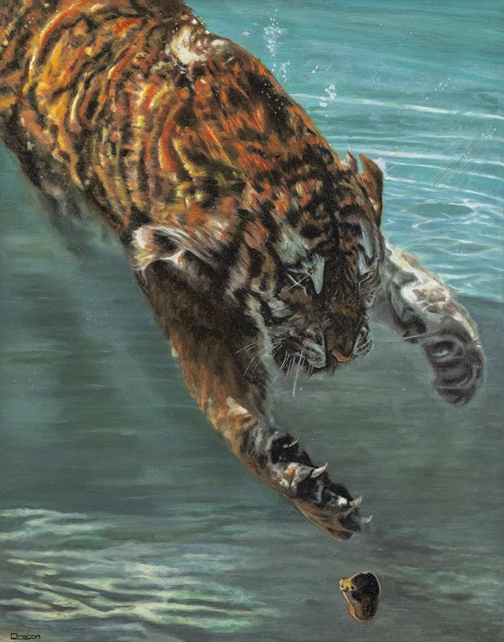 Un tigre nage dans l'eau, prêt à attraper une pièce de viande