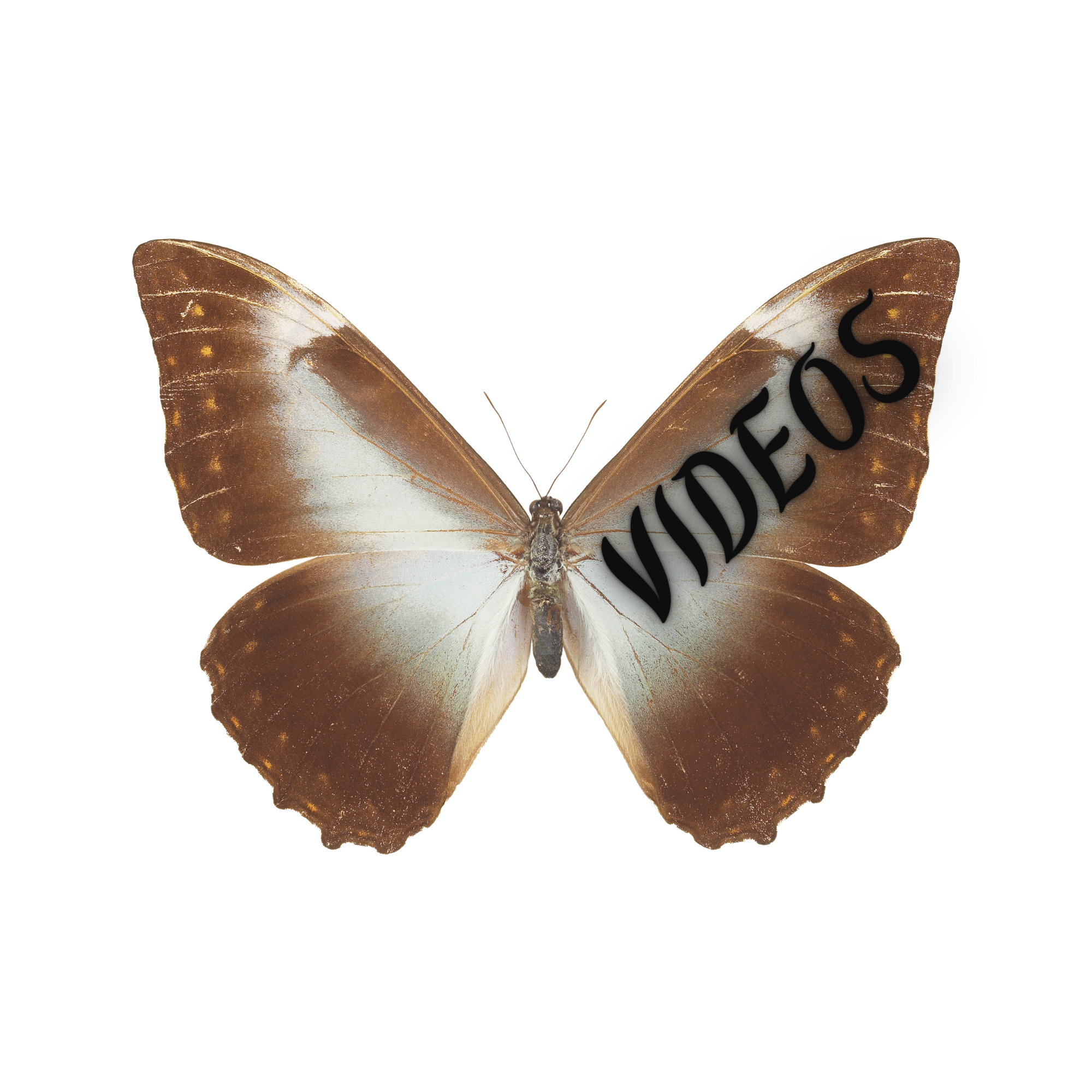 A butterfly with brown and white wings, with the word 'VIDESQ' written in black across the right wing.