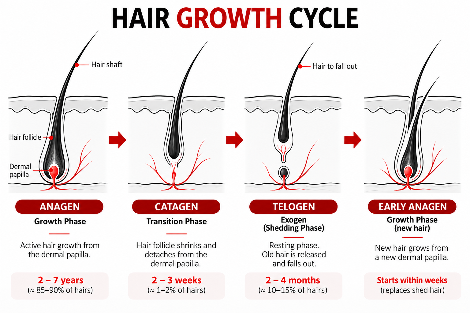Hair growth cycle showing anagen growth, catagen transition, telogen shedding and early anagen regrowth.