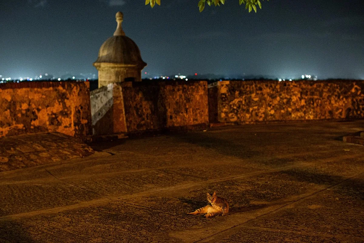 A cat in the Rogativa Plaza in Old San Juan.