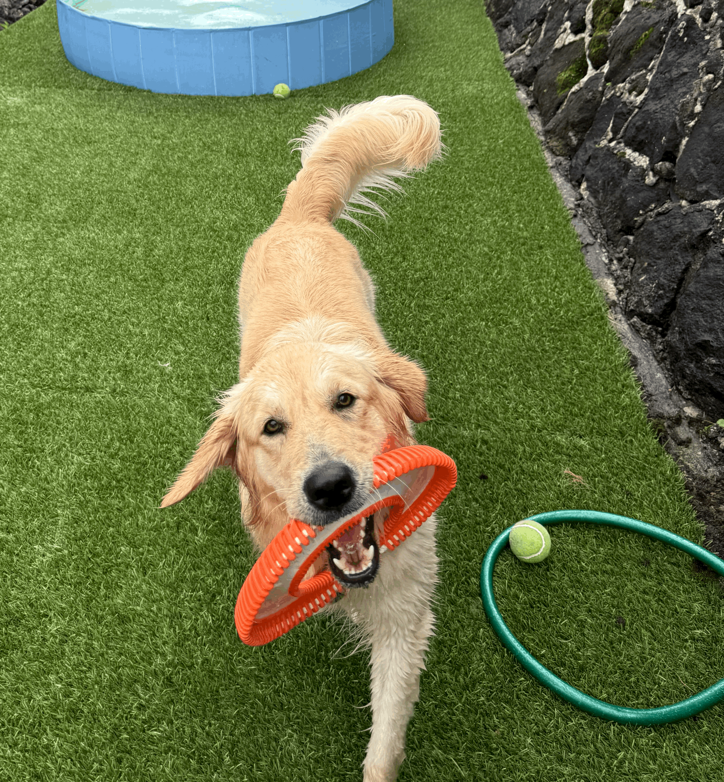 Boarding - Overnight Care