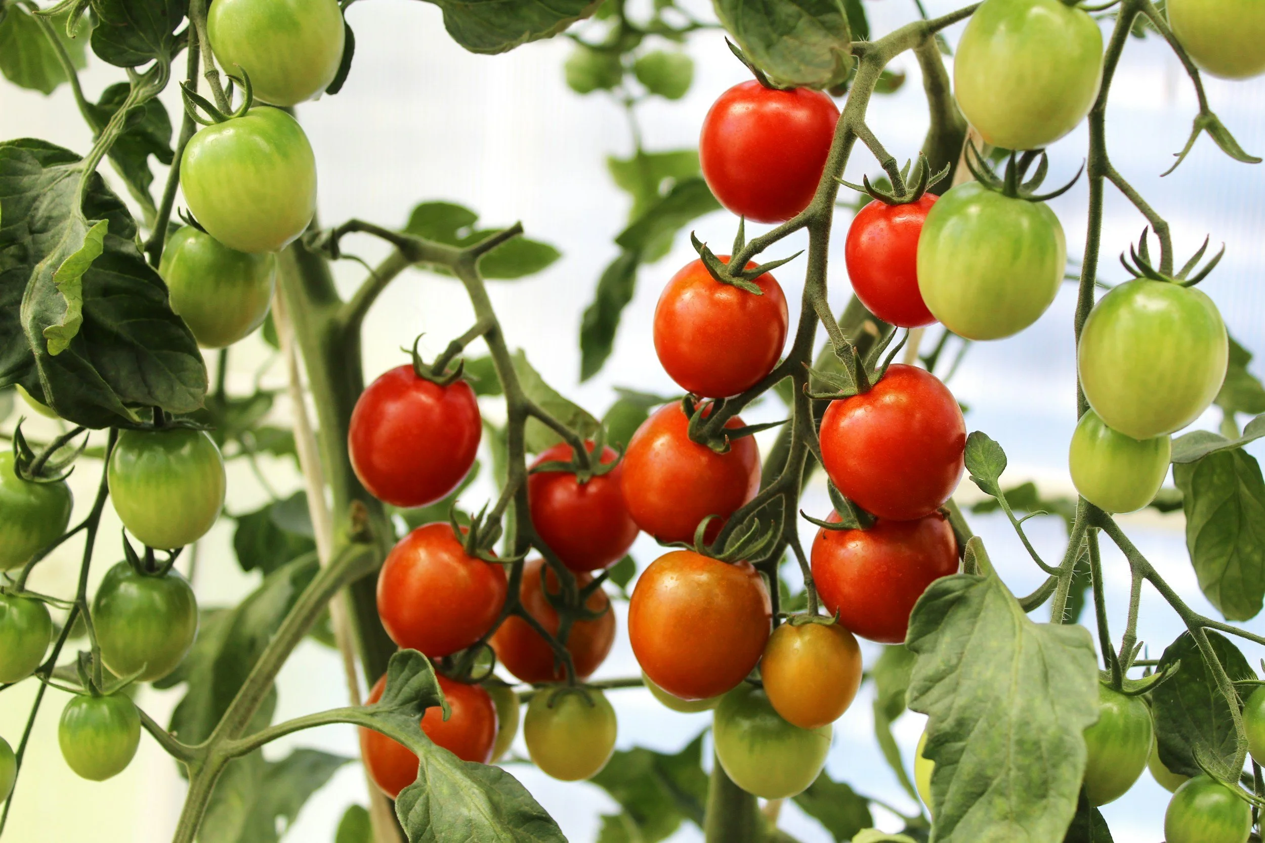 Yes, You Can Grow a Garden!