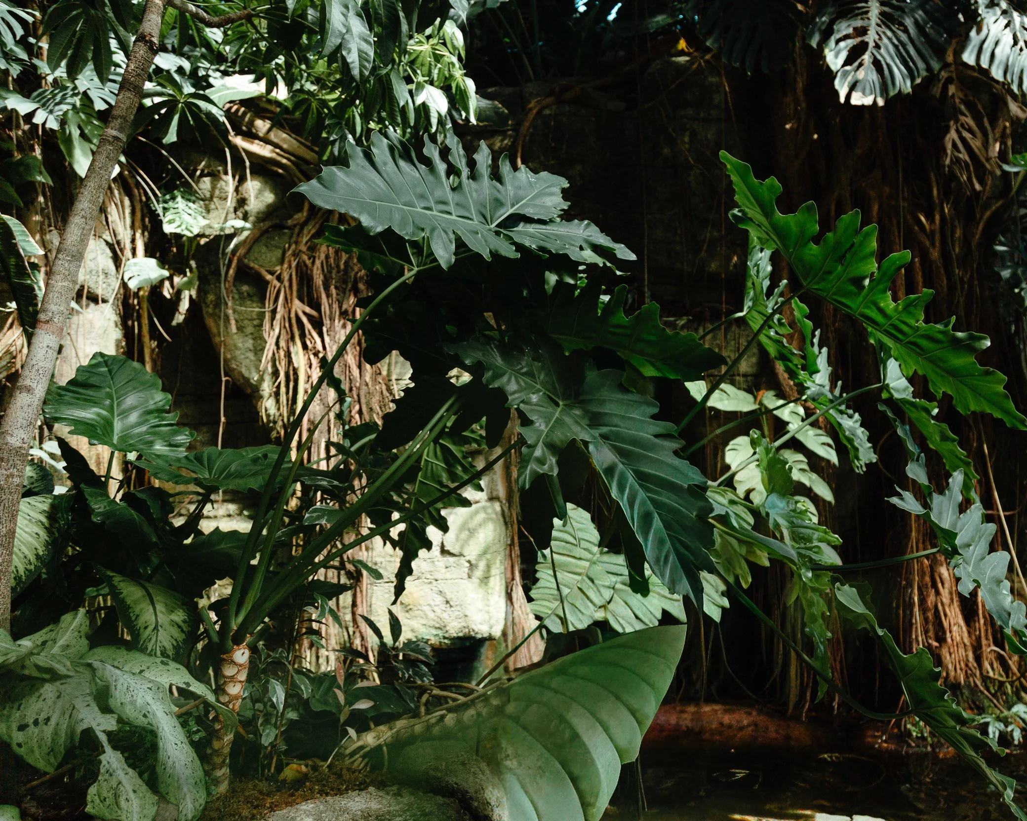 MOODYGARDENS-GALVESTON-TX-web-5656.jpg