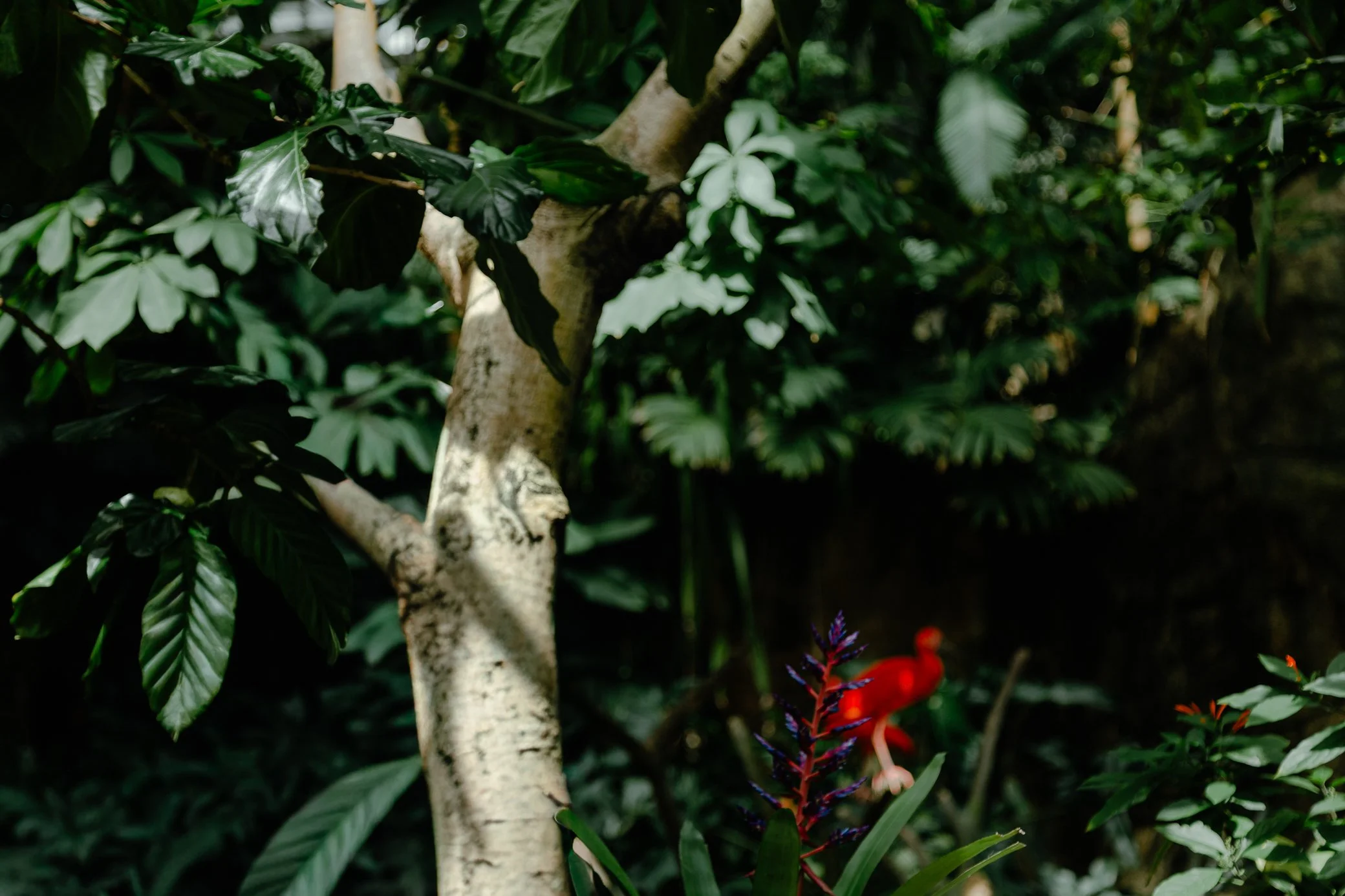 MOODYGARDENS-GALVESTON-TX-web-5527.jpg