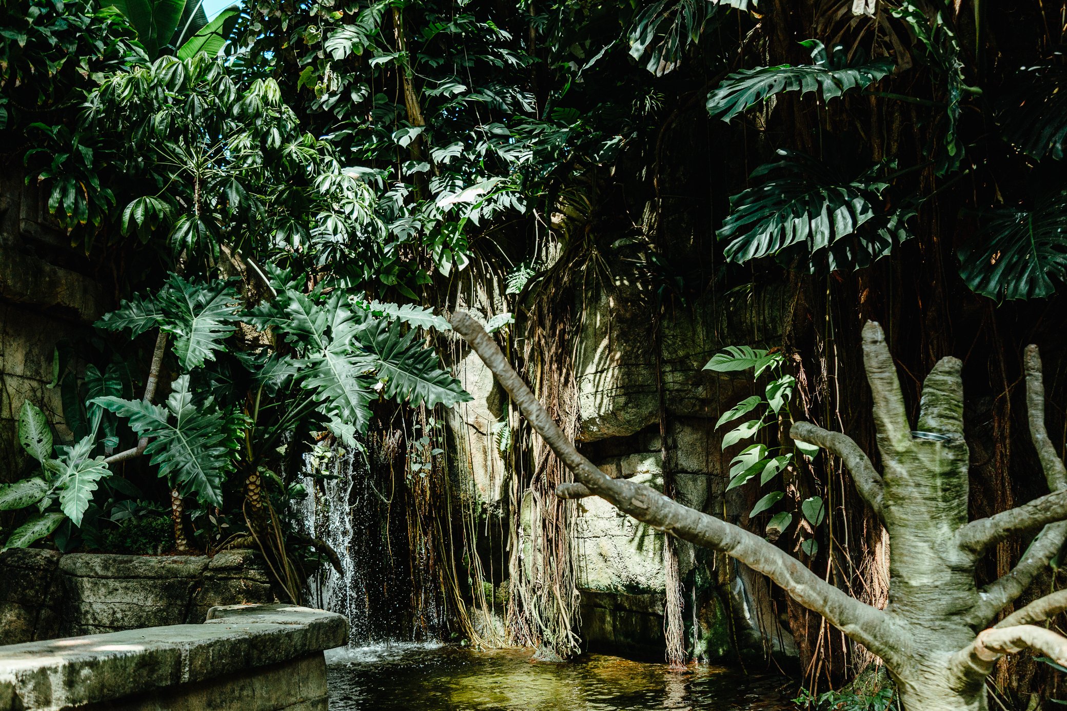 MOODYGARDENS-GALVESTON-TX-web-5639.jpg