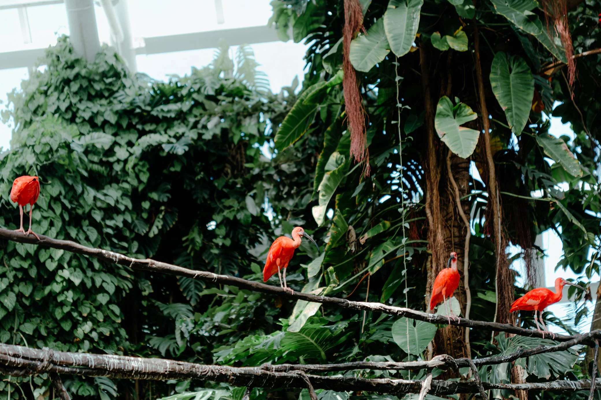 MOODYGARDENS-GALVESTON-TX-web-5601.jpg