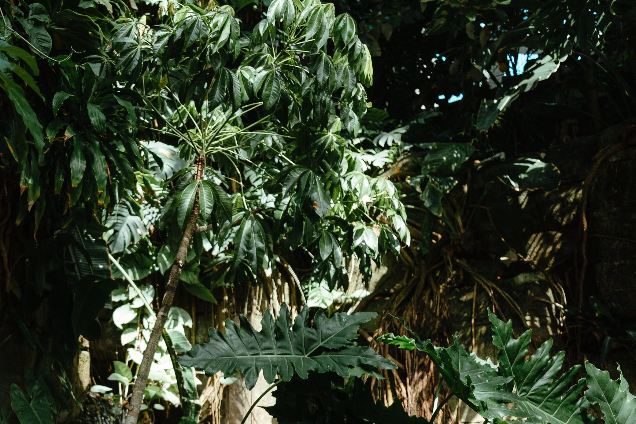MOODYGARDENS-GALVESTON-TX-web-5652.jpg