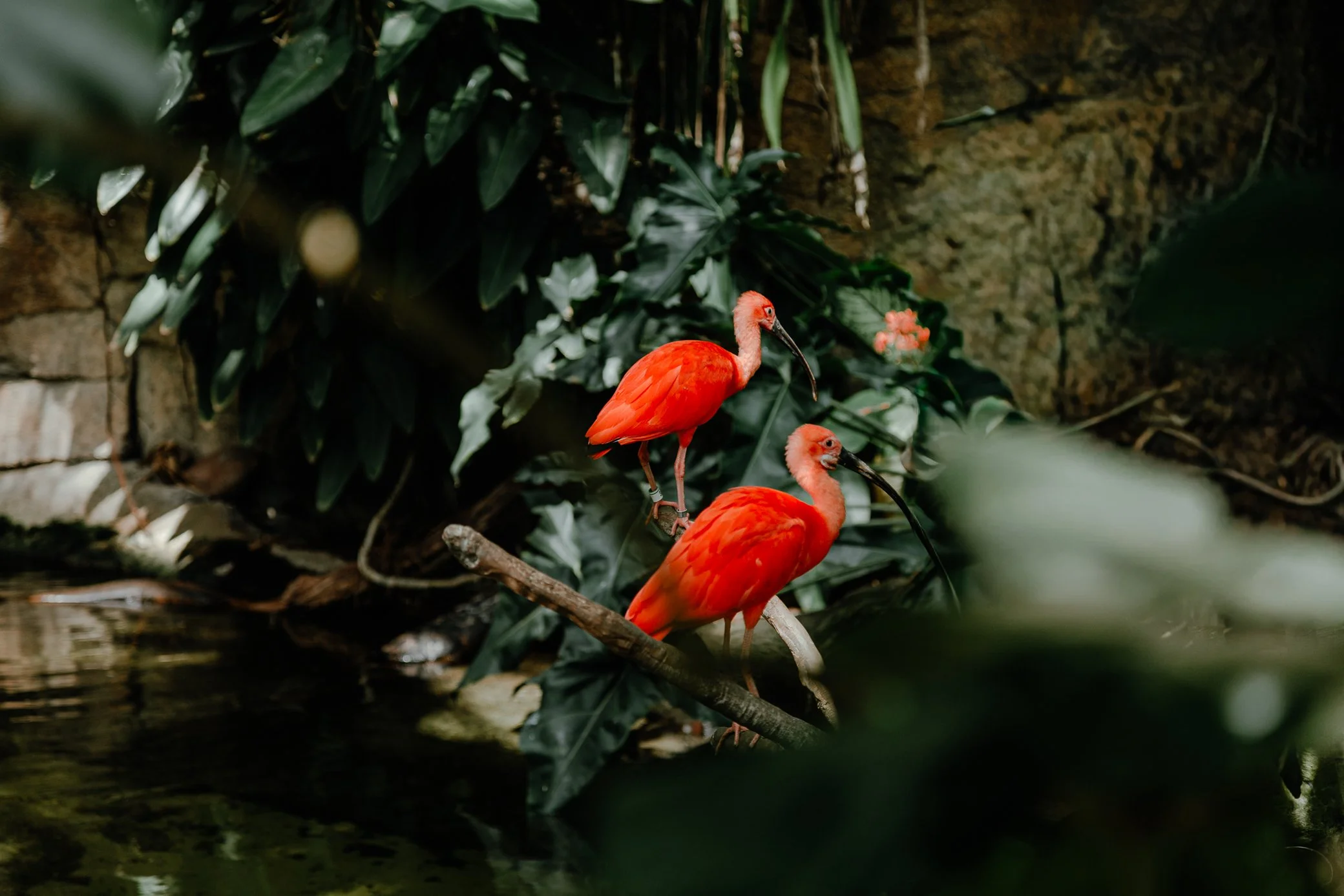 MOODYGARDENS-GALVESTON-TX-web-5533.jpg