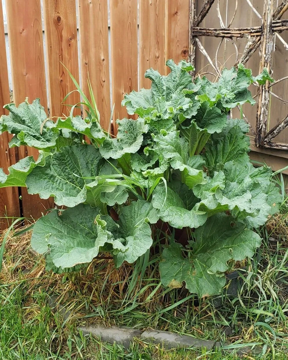 Rhubarb plant growing in a neglected garden corner against a backyard fence in Alberta