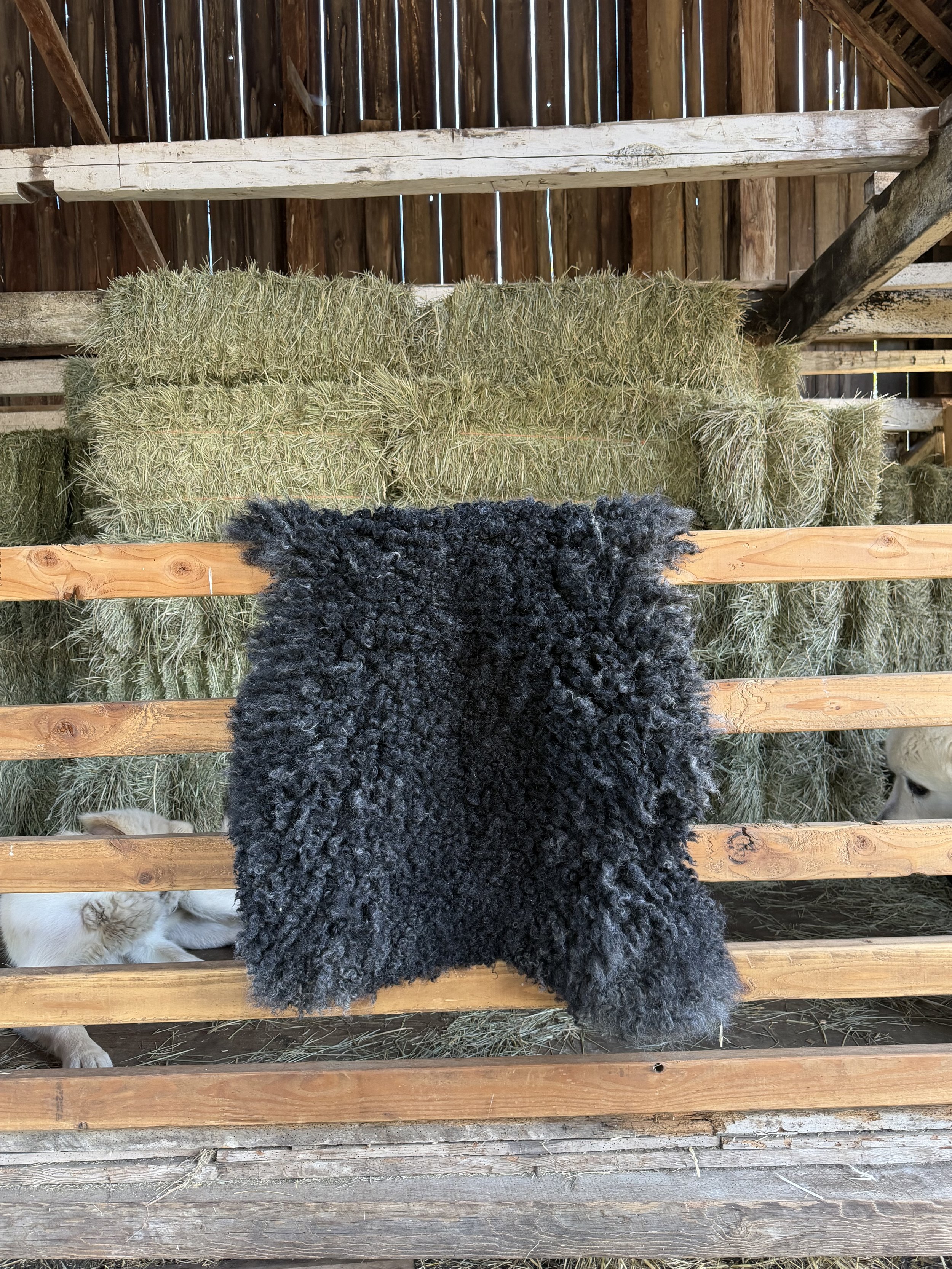 Black Gotland Sheep Rug
