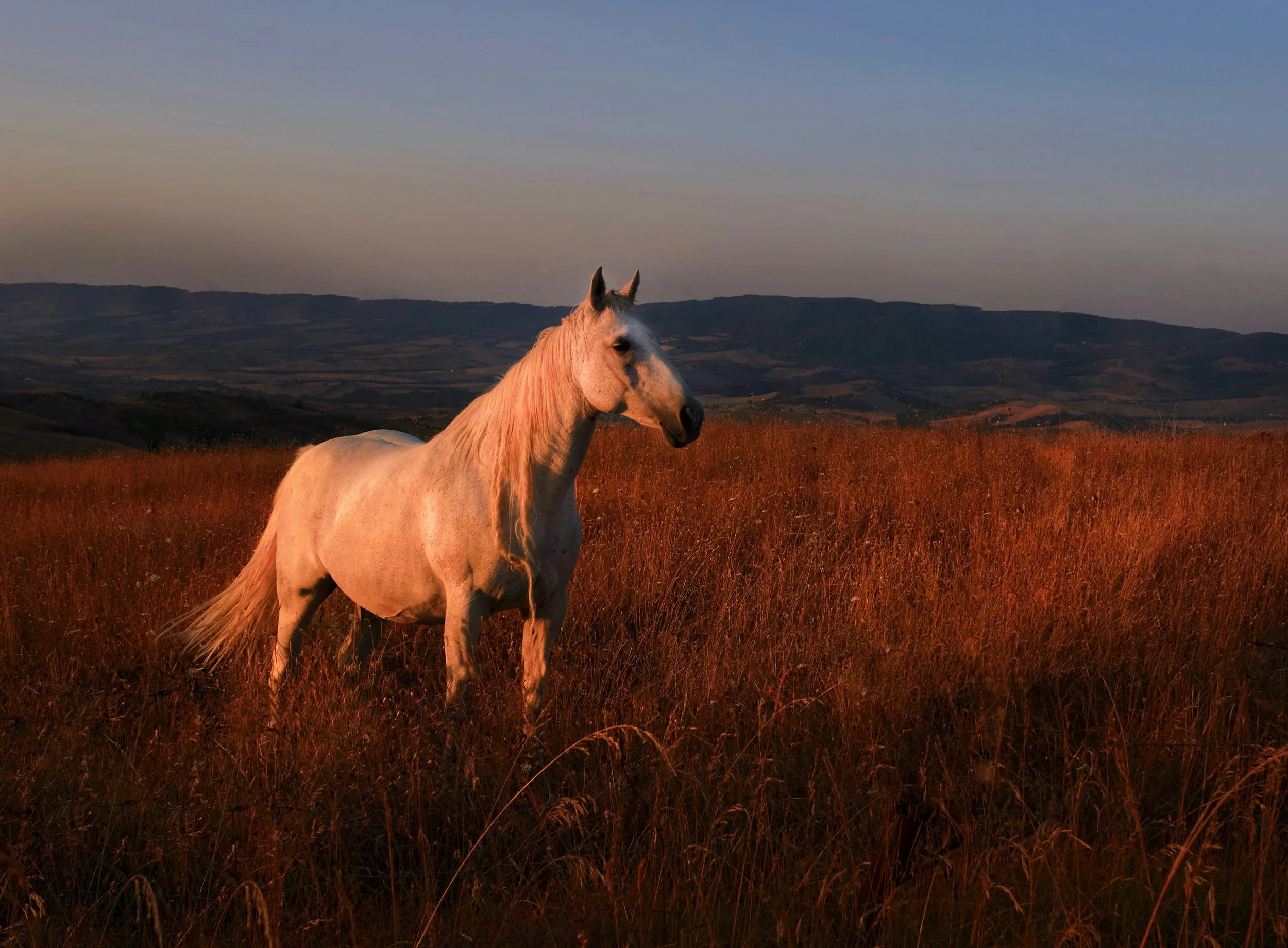 Equine Therapy Whangarei