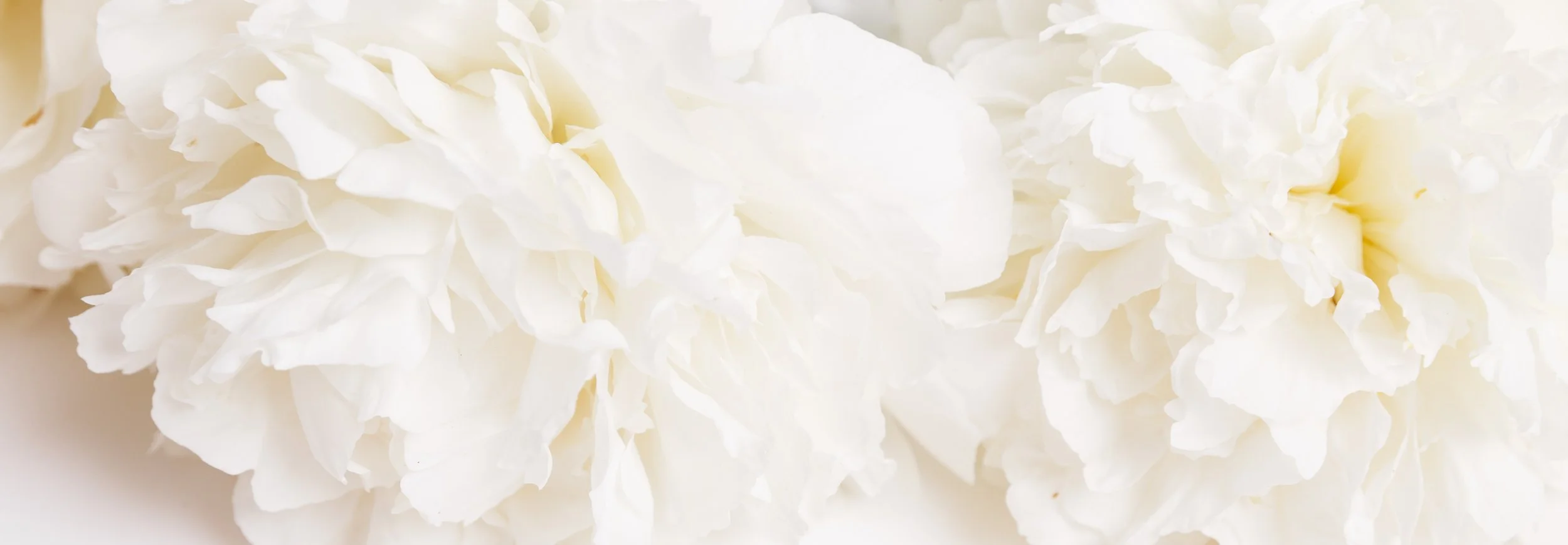 Close-up of white carnations.