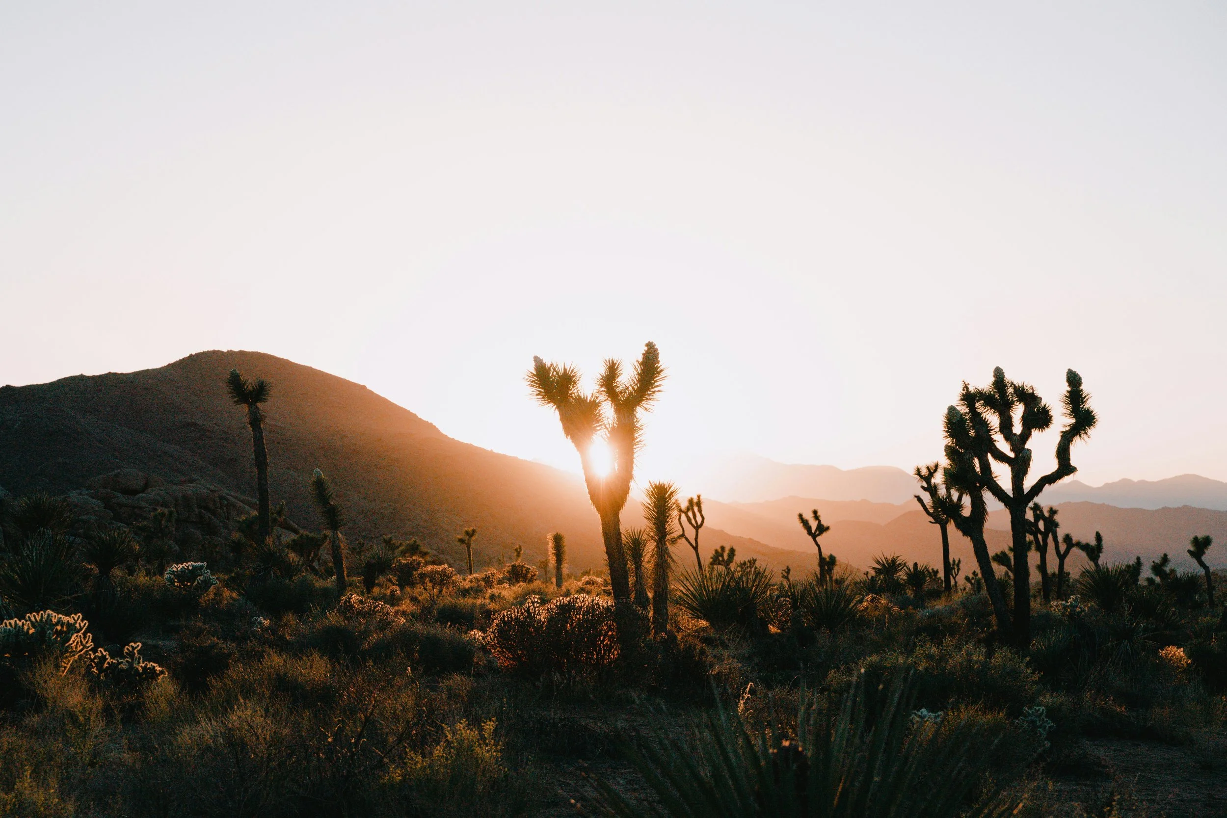 Sun setting behind mountains in a desert landscape with Joshua trees and various desert plants in the foreground.