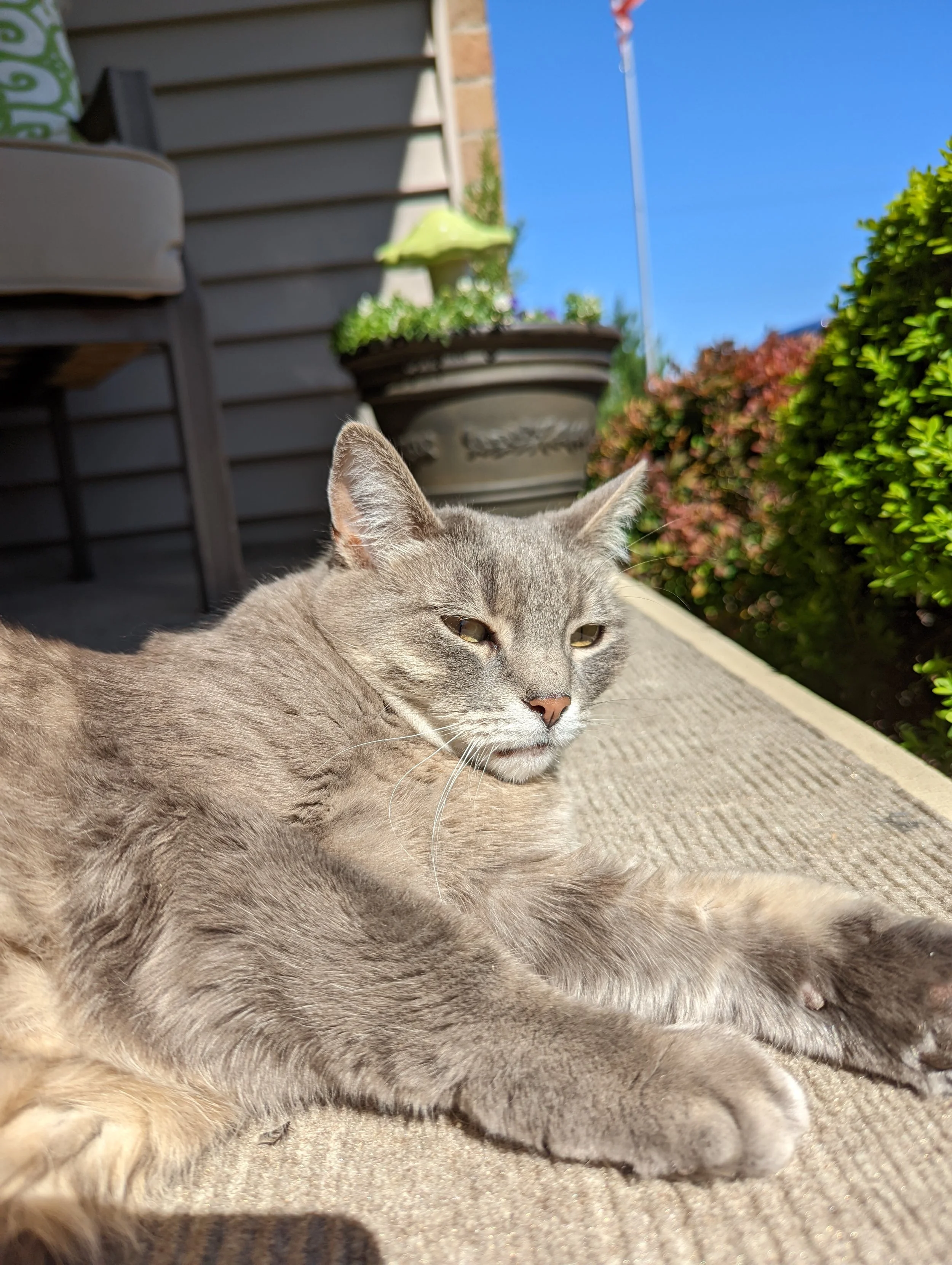 Silvia cat lounging on a patio with plants and a blue sky in the background.
