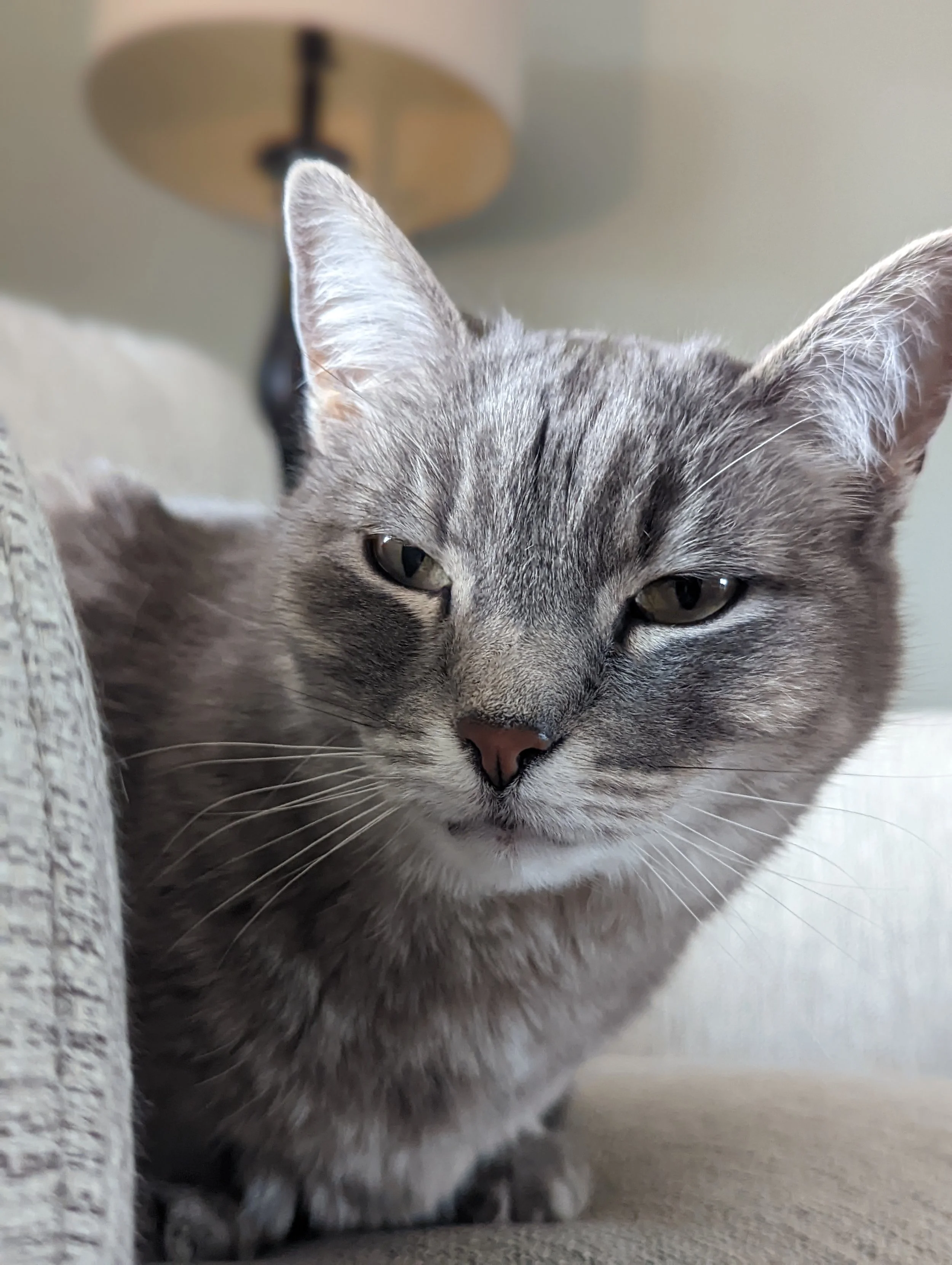 Close-up of a gray tabby cat with half-closed eyes, sitting on a beige surface, with a blurred background and a black and white lamp.
