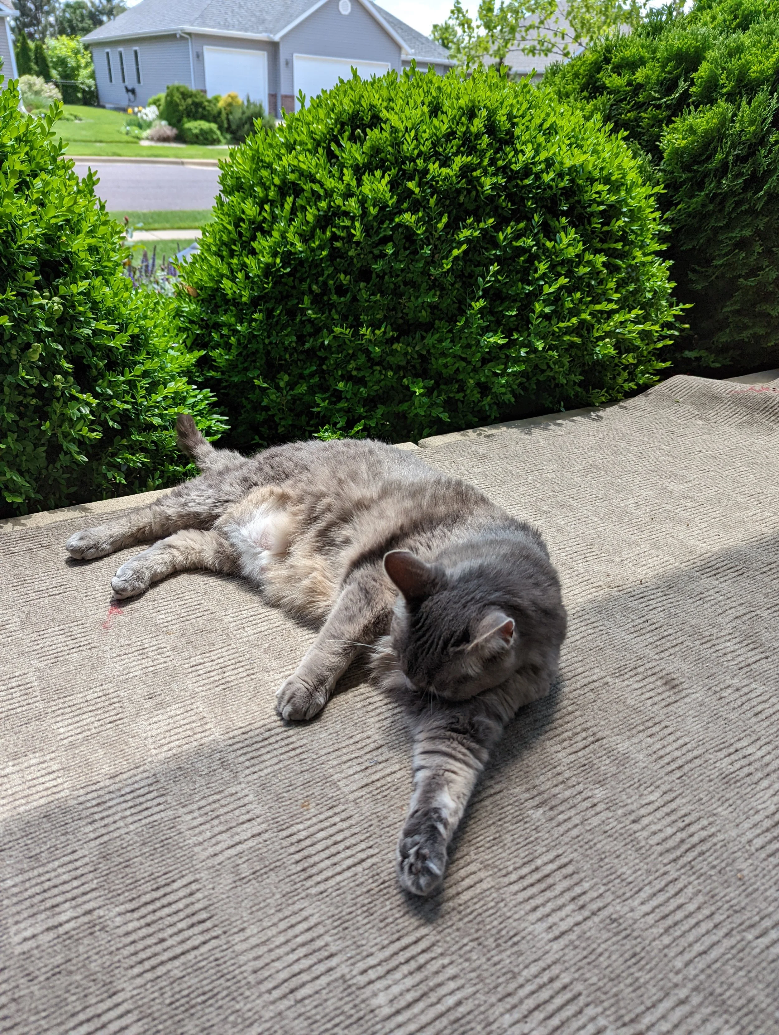 Silvia lying on her side on a beige outdoor mat with green bushes and a gray house in the background.