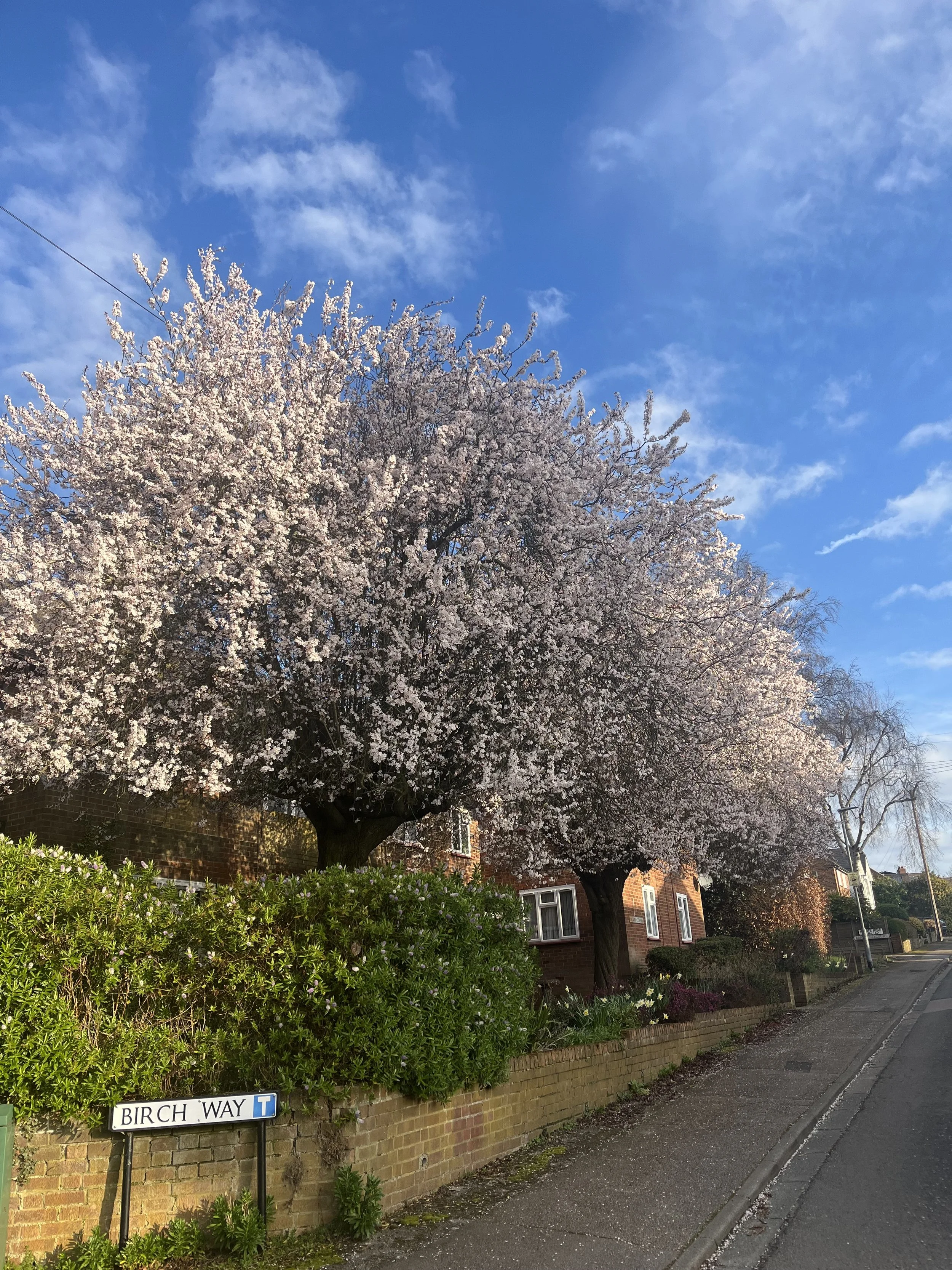 Children count the blossom trees… 