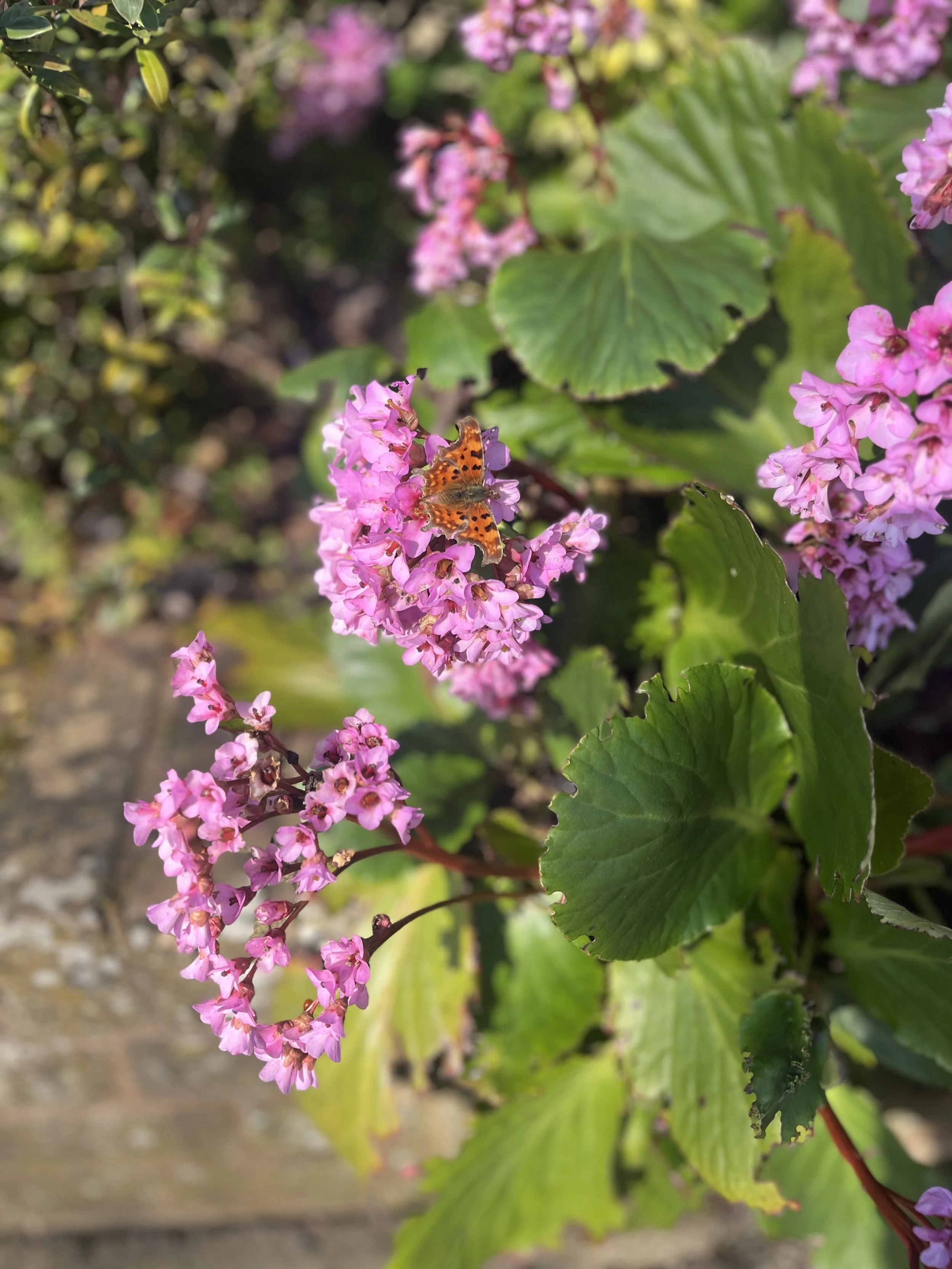 Could Harpenden be Britains Blue Zone…?