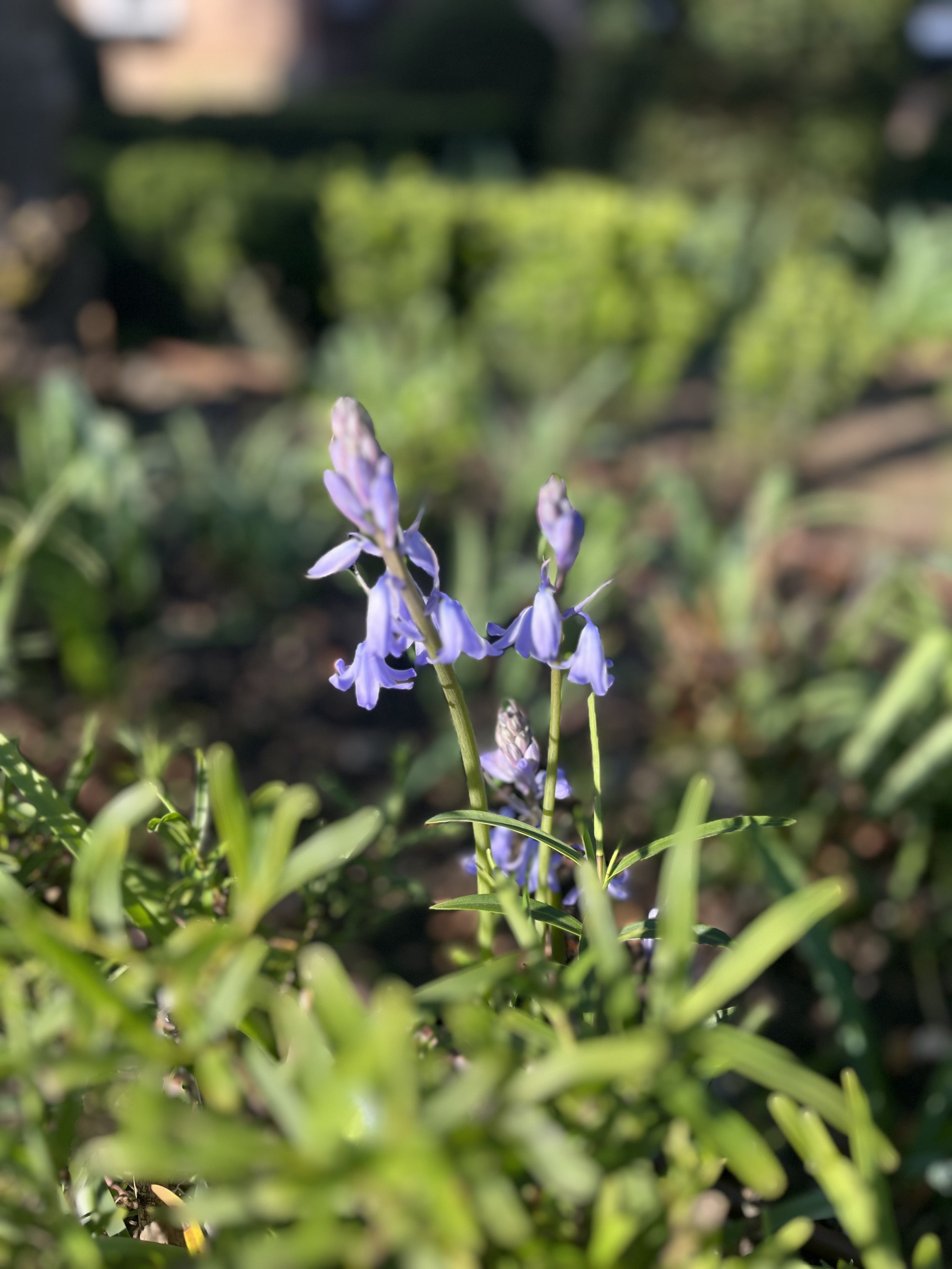 4 - Heart Chakra - April…