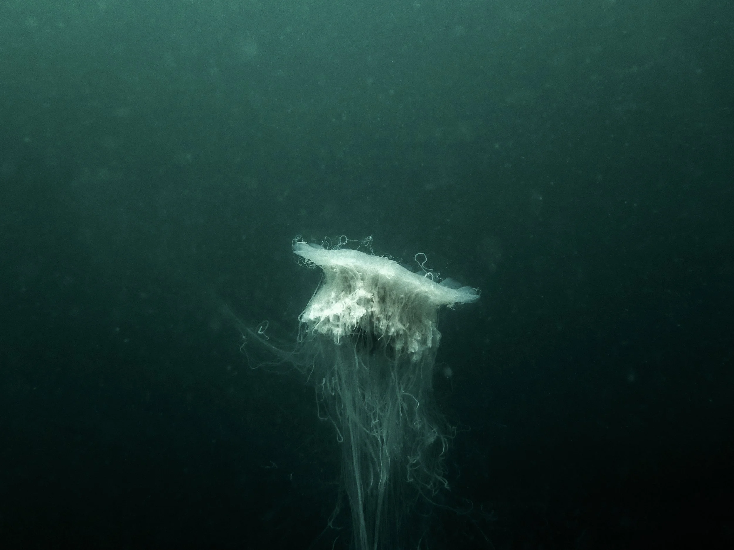 Underwater Photography