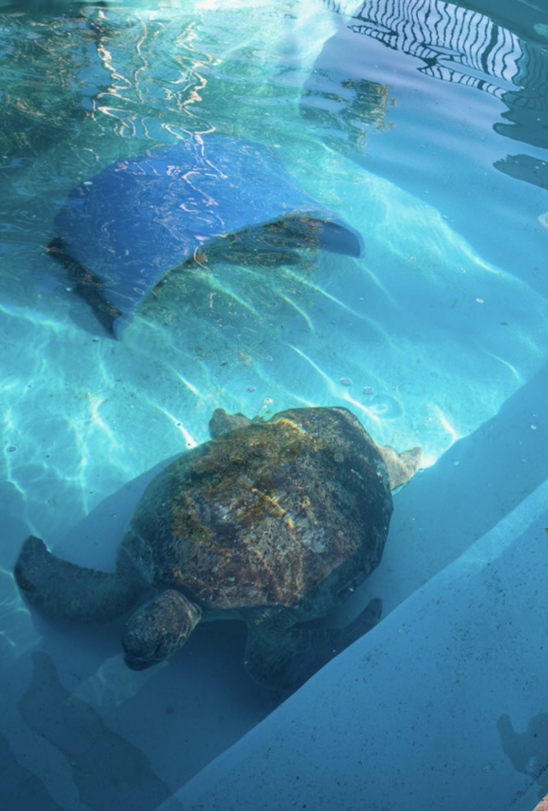 A sea turtle swimming in a clear blue swimming pool with sunlight reflections on the water surface.