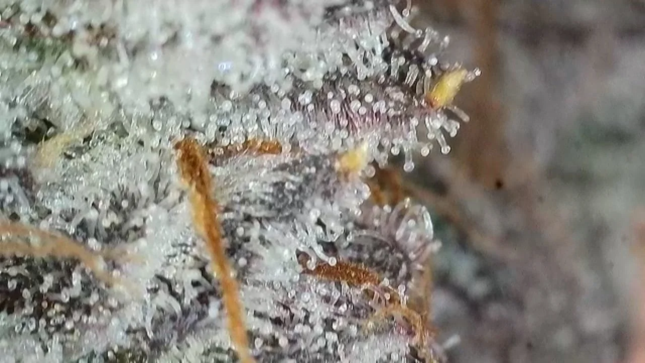 WhatsApp Image 2026-03-23 at 09.27.39 (3).jpeg