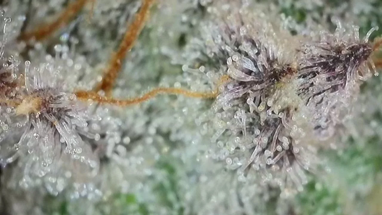 WhatsApp Image 2026-03-23 at 09.27.39 (4).jpeg