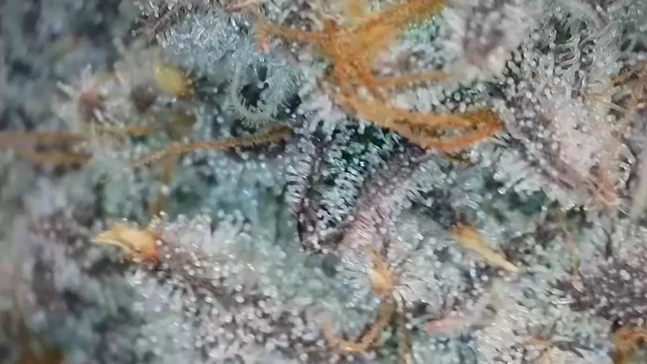 WhatsApp Image 2026-03-23 at 09.27.40.jpeg