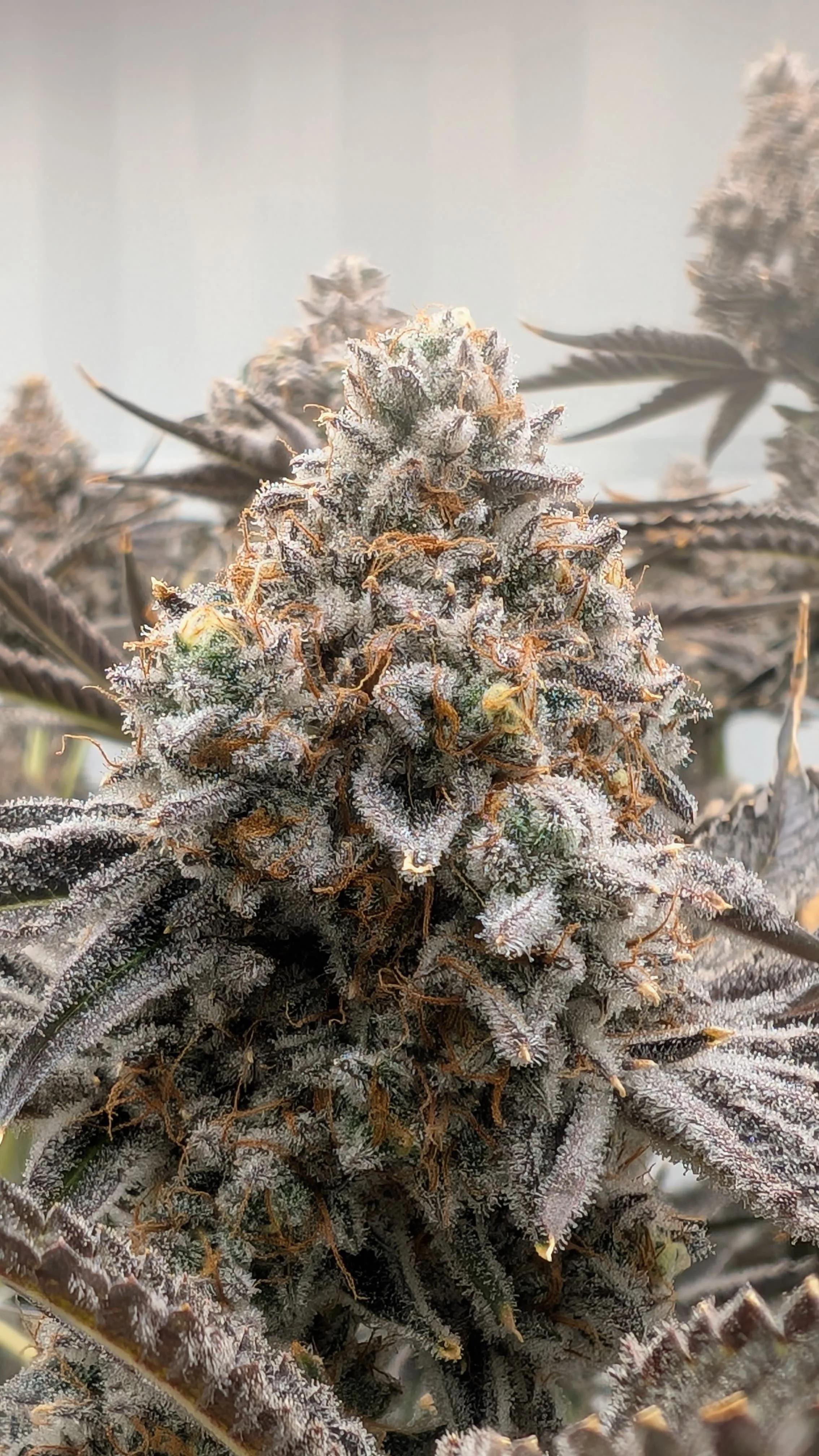 WhatsApp Image 2026-03-23 at 09.28.16 (2).jpeg