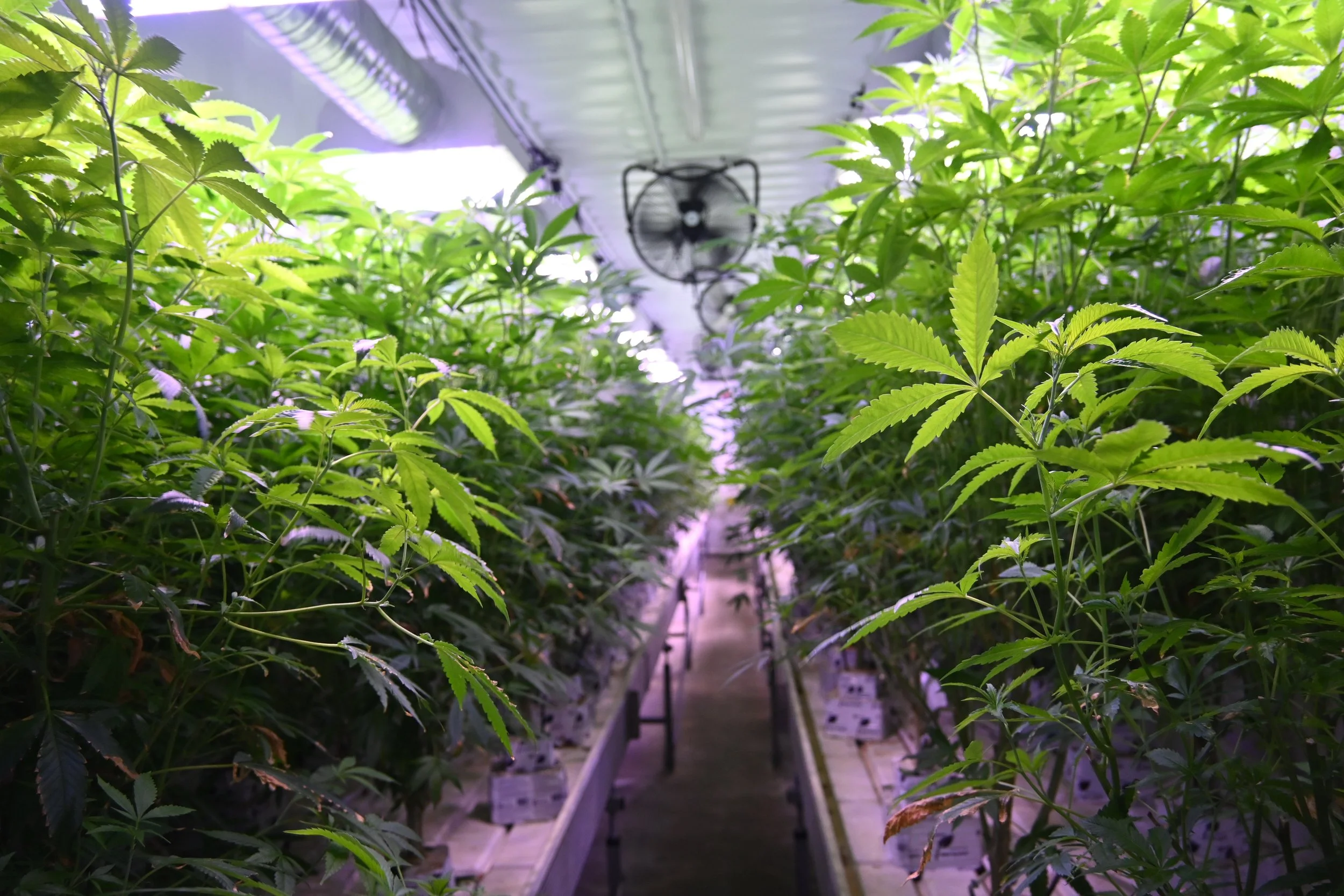 Cannabis Cultivation Concepts in 2026