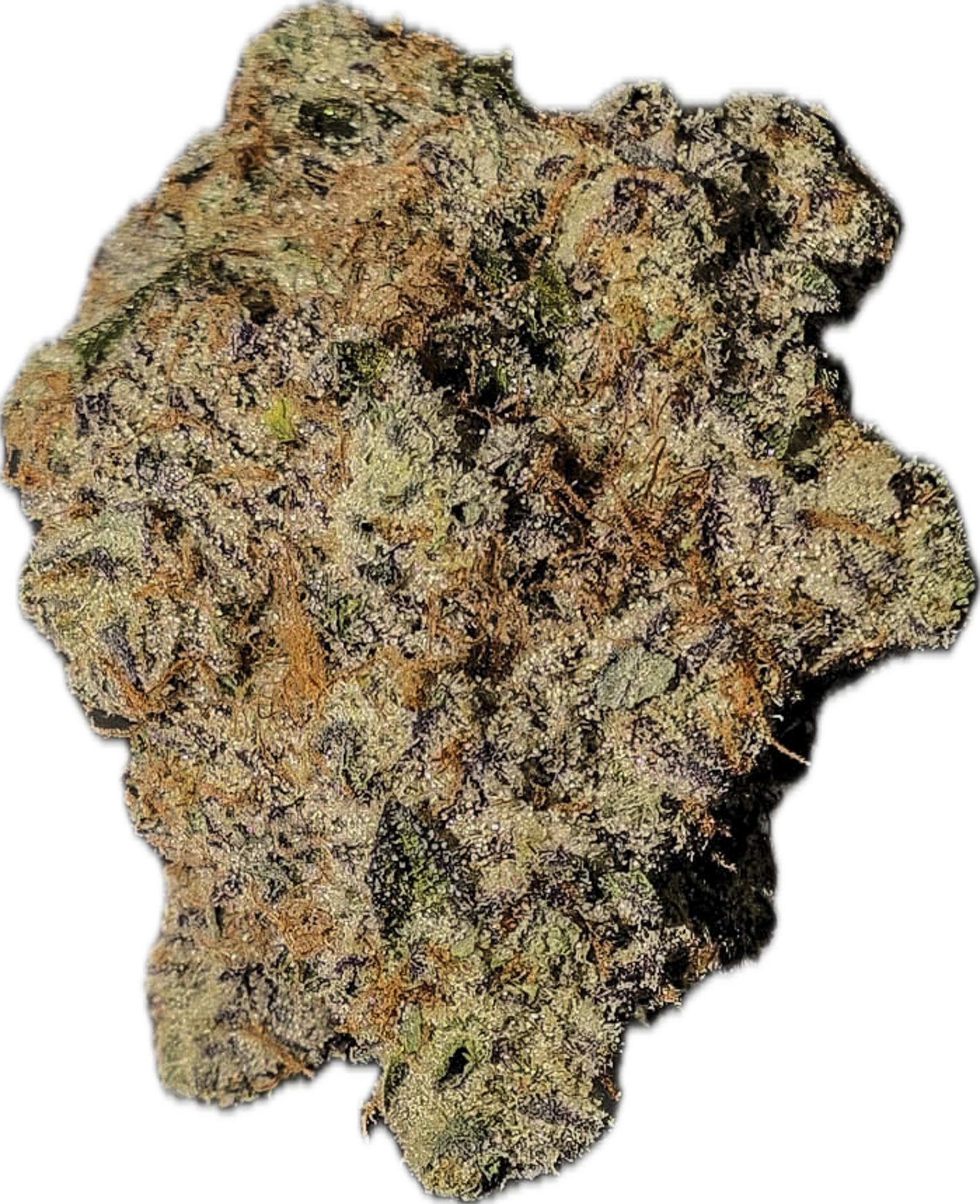 Pasted Graphic-2.png