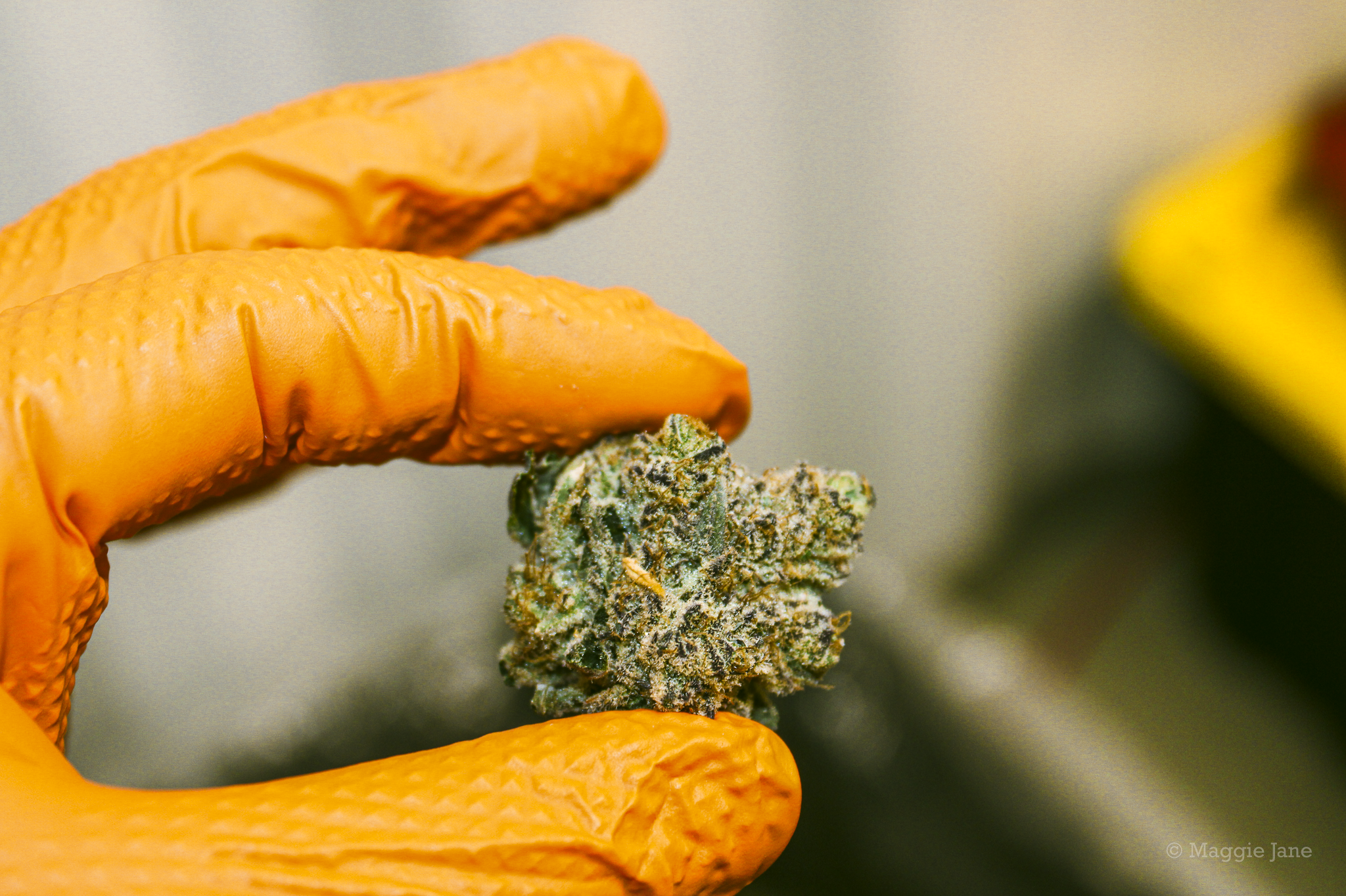 The Work Behind a Stronger Bulk Cannabis Supply