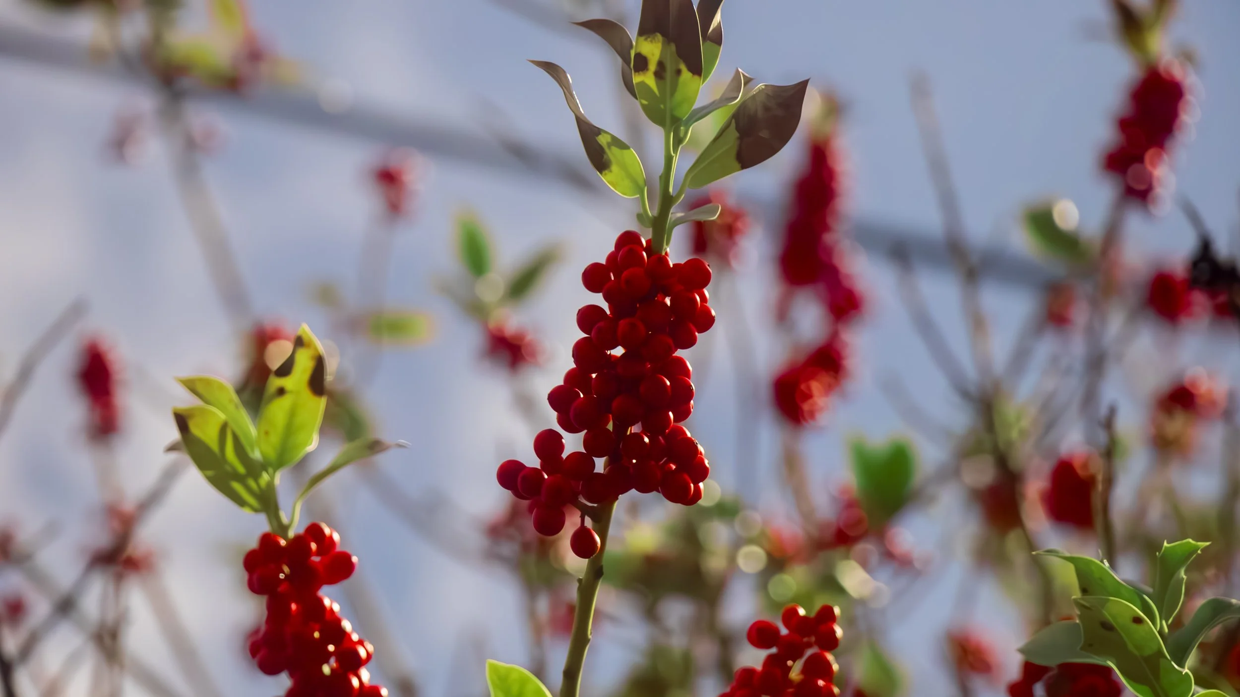 Red berries 