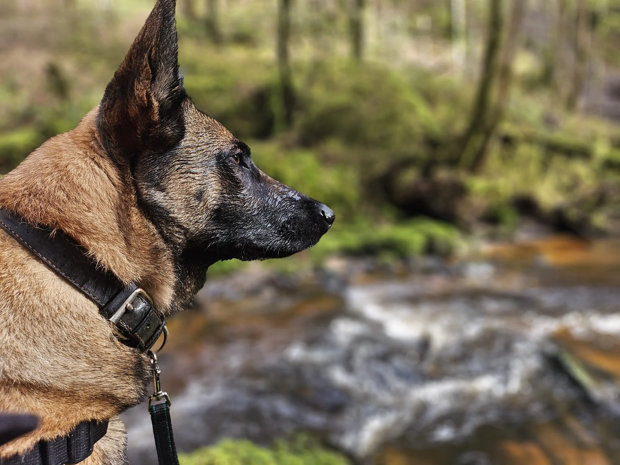 Belgian Malinois working dog during outdoor Human Remains Detection training. HRD, Victim Recovery, Cadaver Dog training.