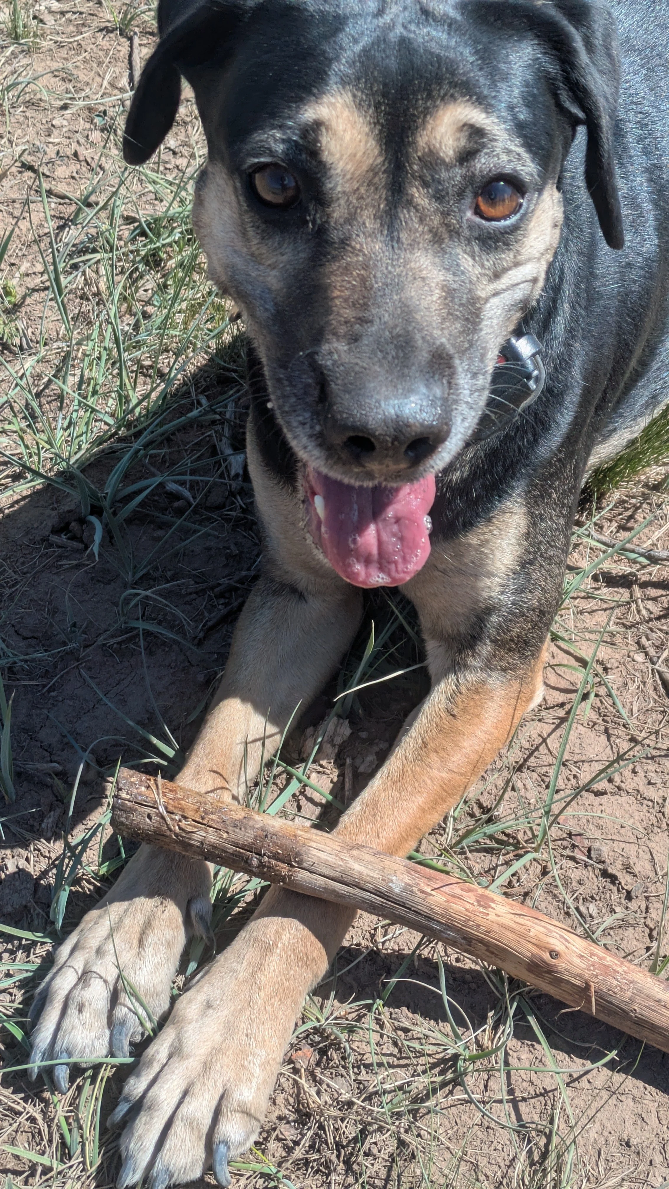 A dog with black and tan fur lying on the dirt ground among grass, holding a stick in its paws, with its tongue out and looking at the camera.