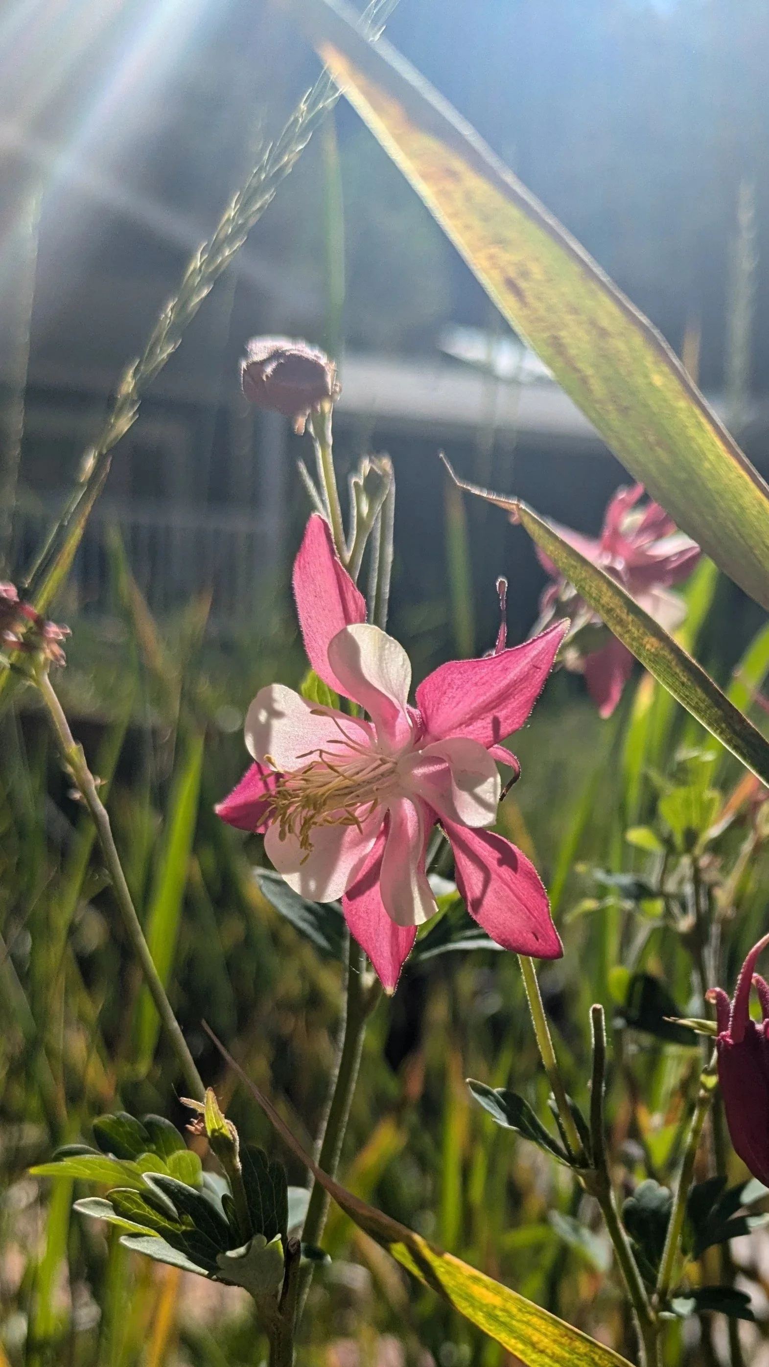 Pinkcolumbine.jpg