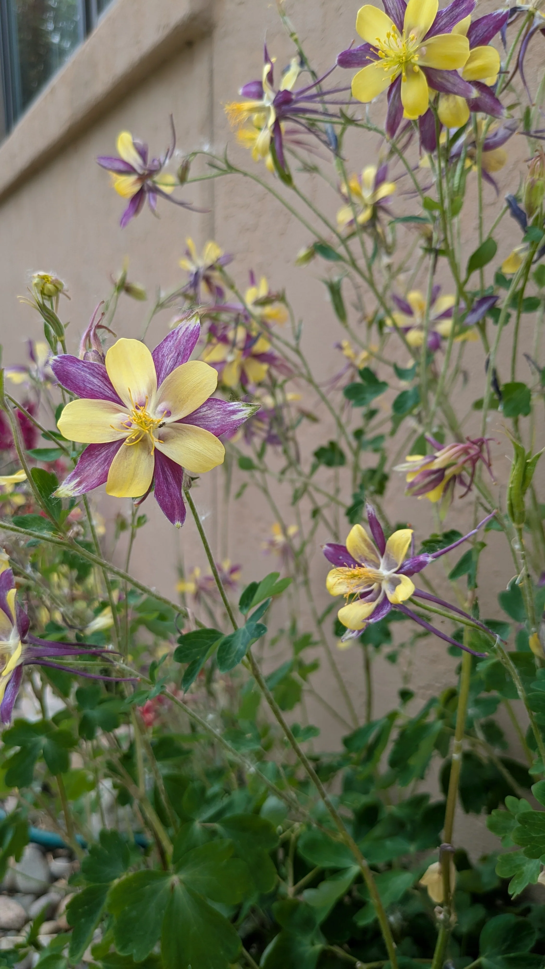 columbines.jpg