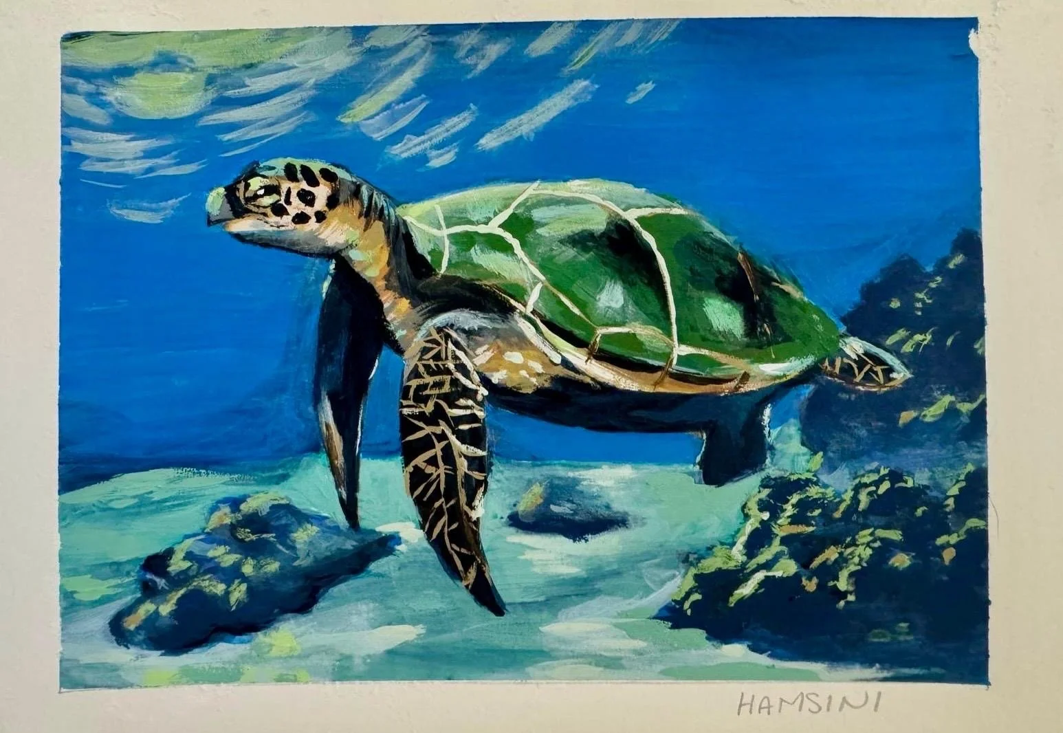 HamsiTurtle.JPG