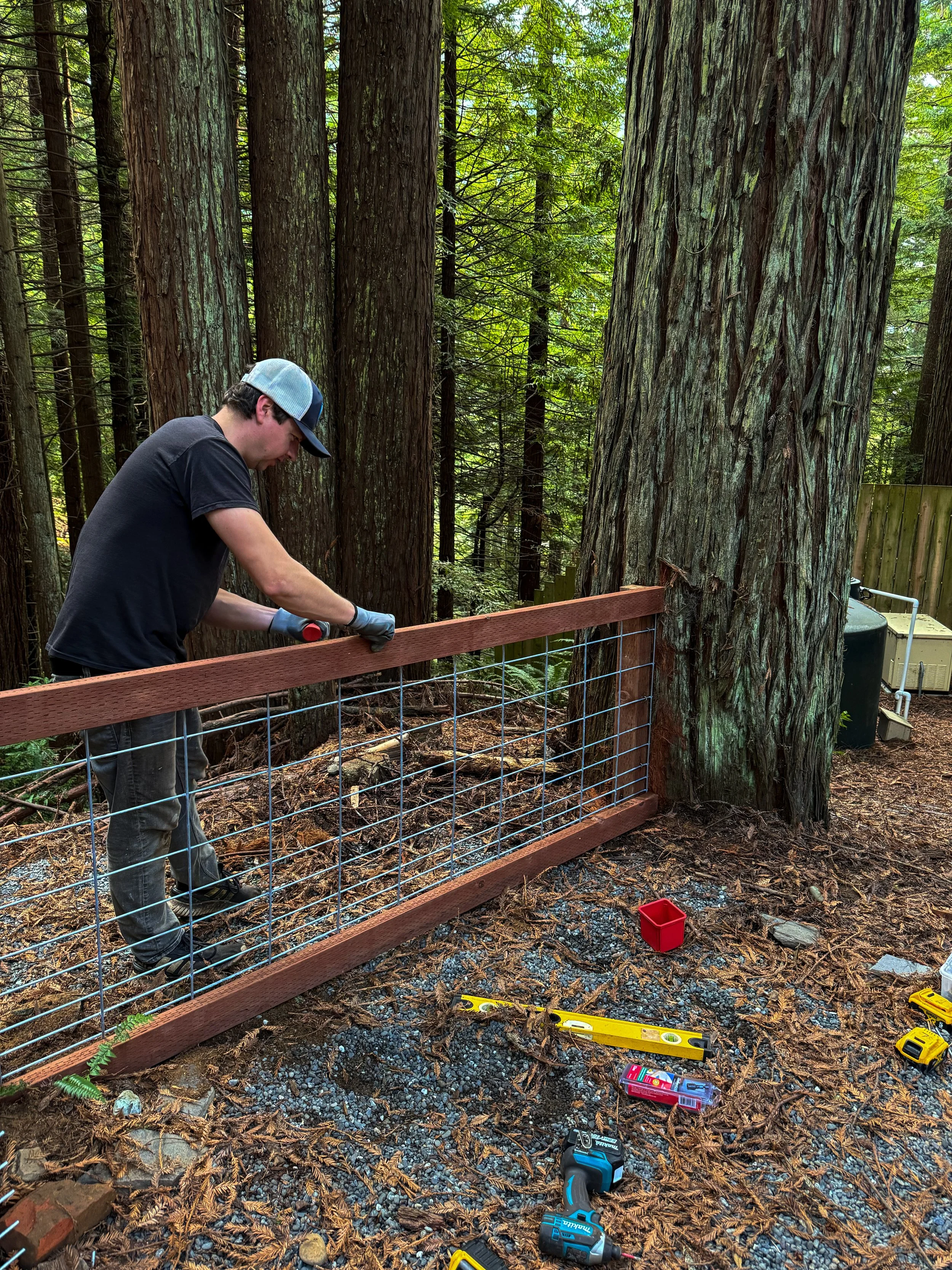 A person installing a wire garden fence between tall redwood trees in a forested area, with tools and materials on the ground.