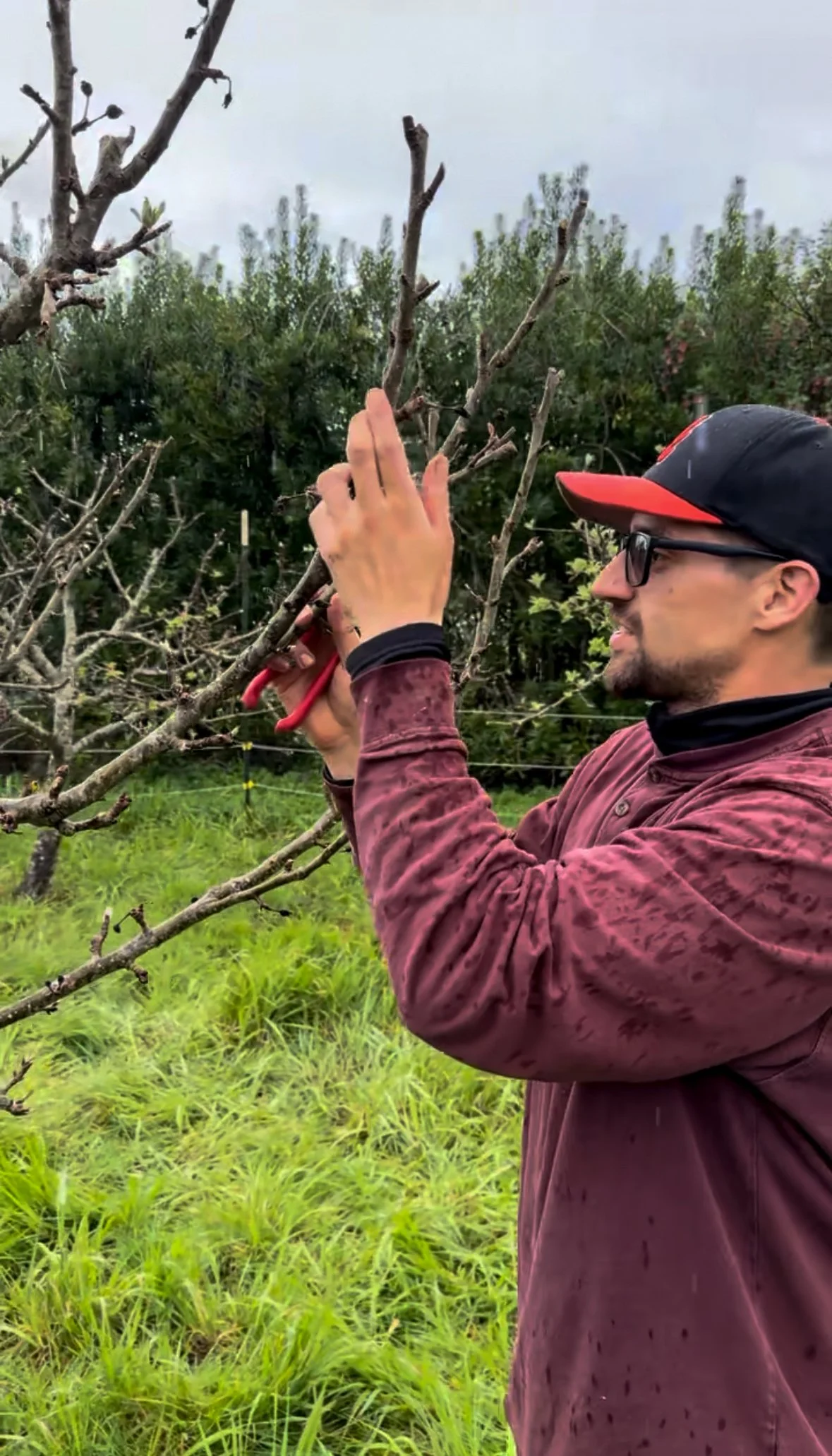 Pruning and thinning apples trees in an orchard in Humboldt County.