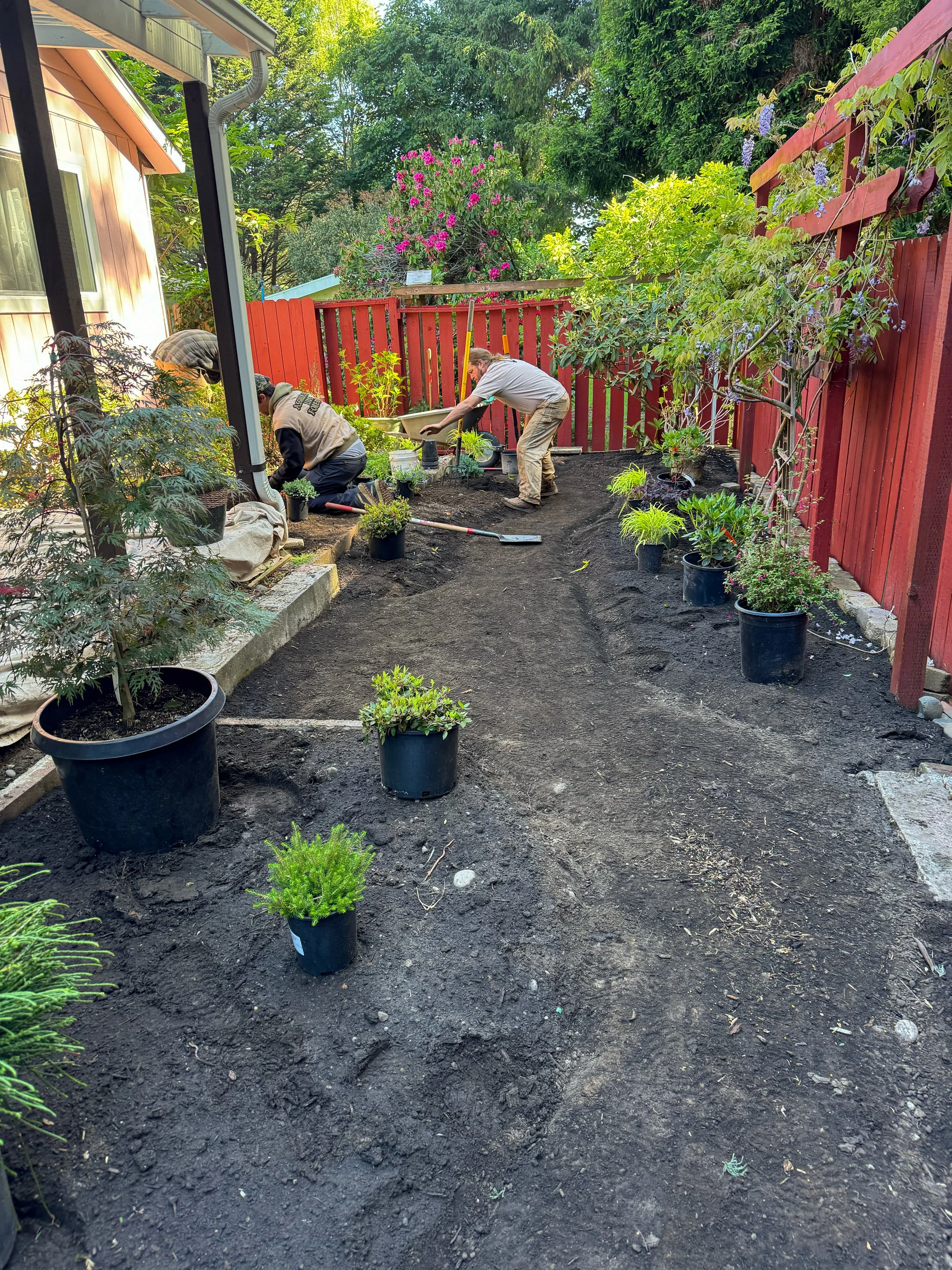 Planting and arranging potted plants in a backyard garden with freshly tilled soil, wooden fencing, and lush trees and flowers.